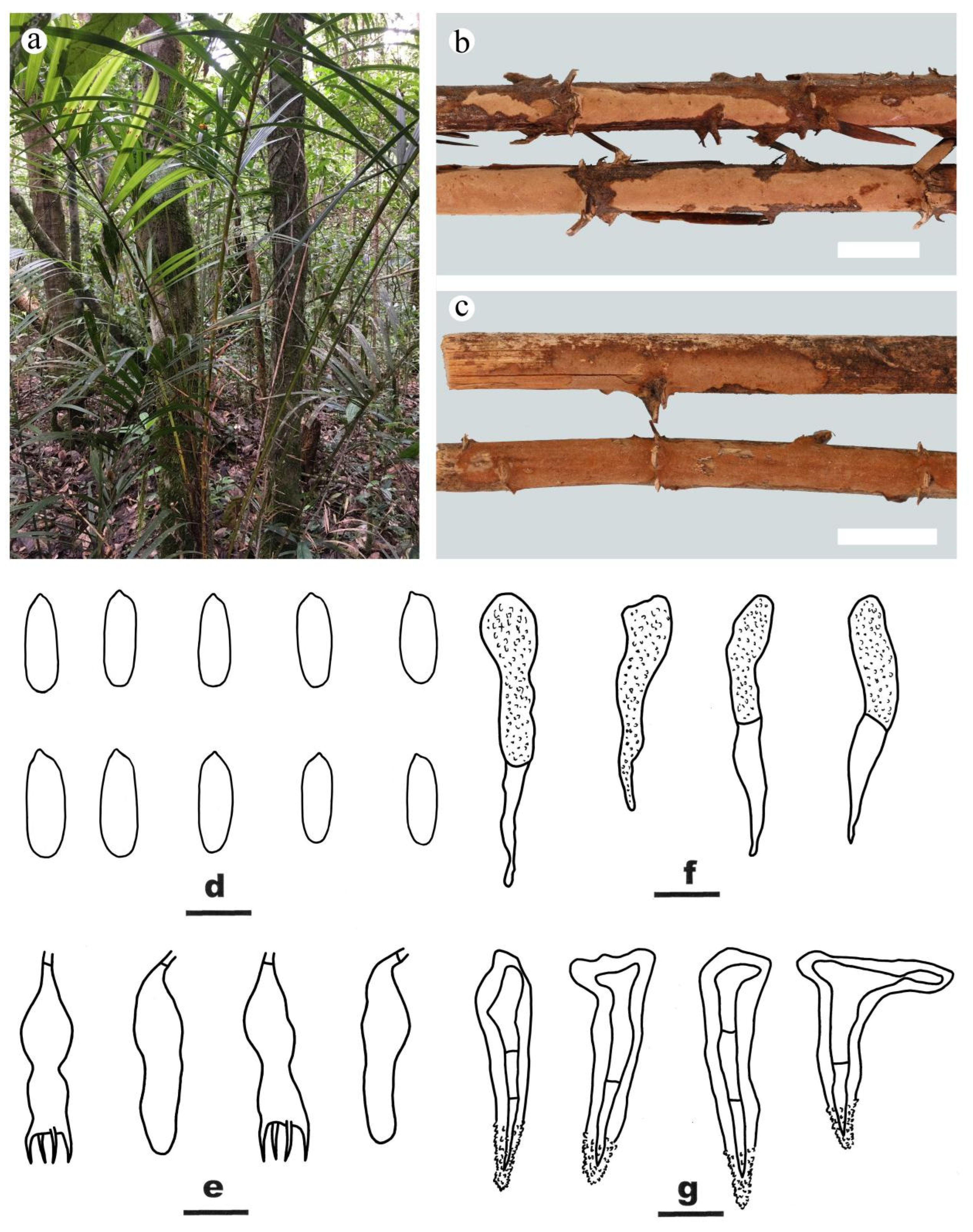 Jof 09 00093 g006 Jof 09 00093 g006