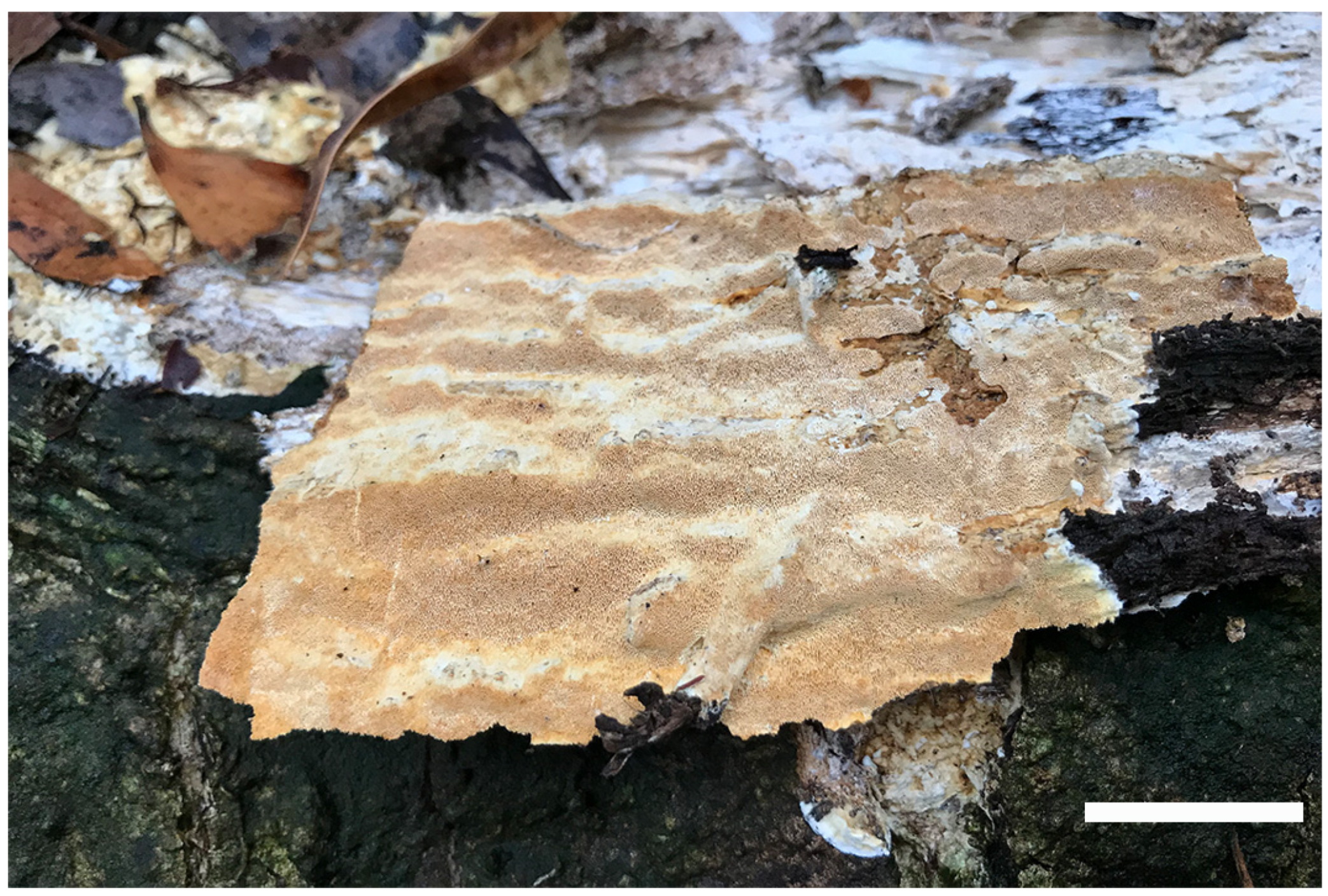 Jof 09 00173 g003 Jof 09 00173 g003