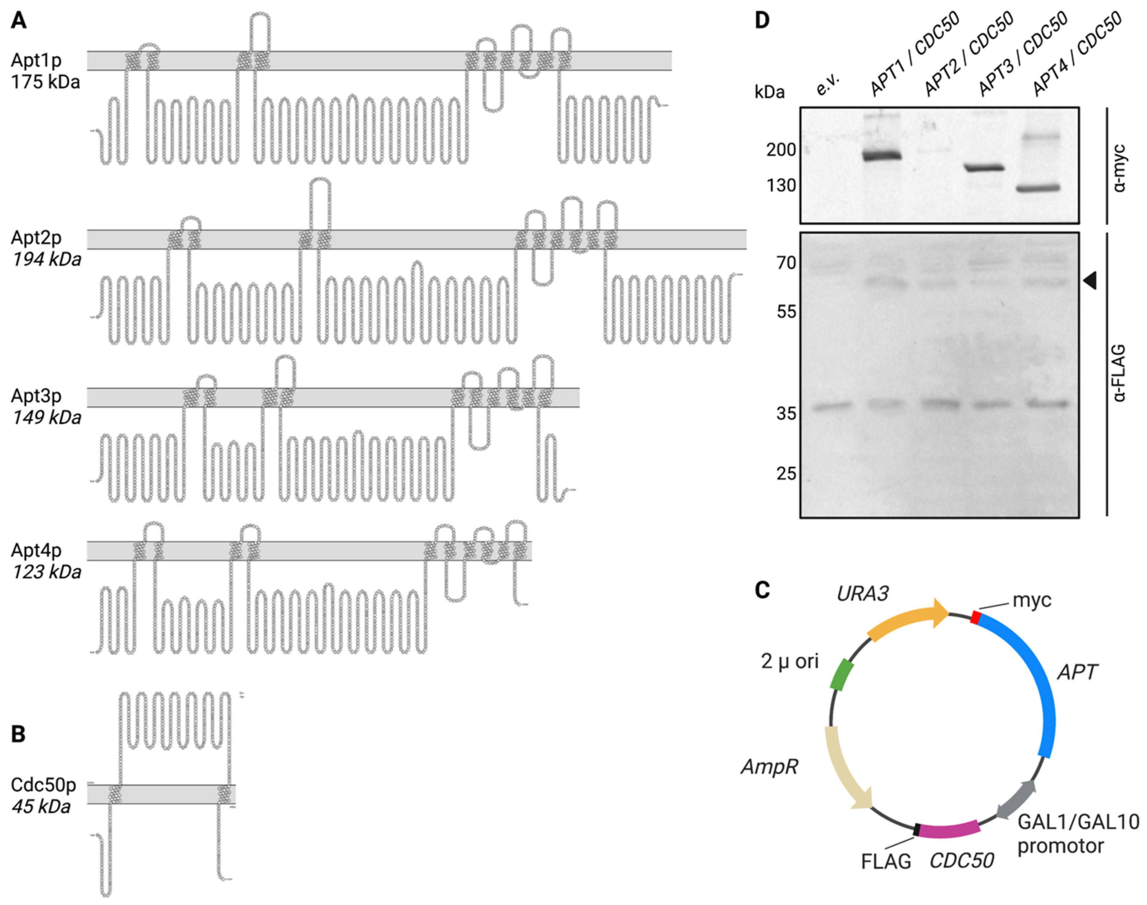 Jof 09 00202 g001 Jof 09 00202 g001