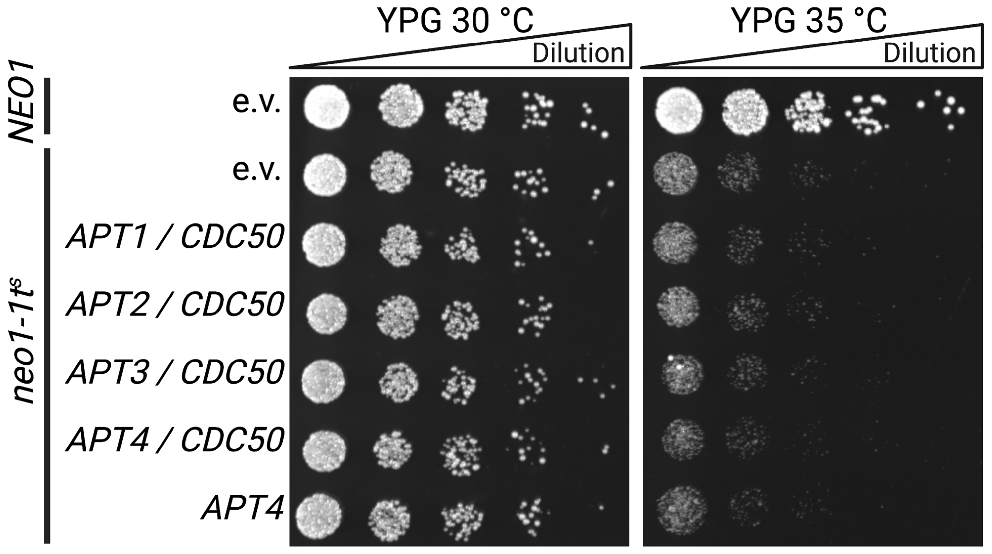 Jof 09 00202 g005 Jof 09 00202 g005