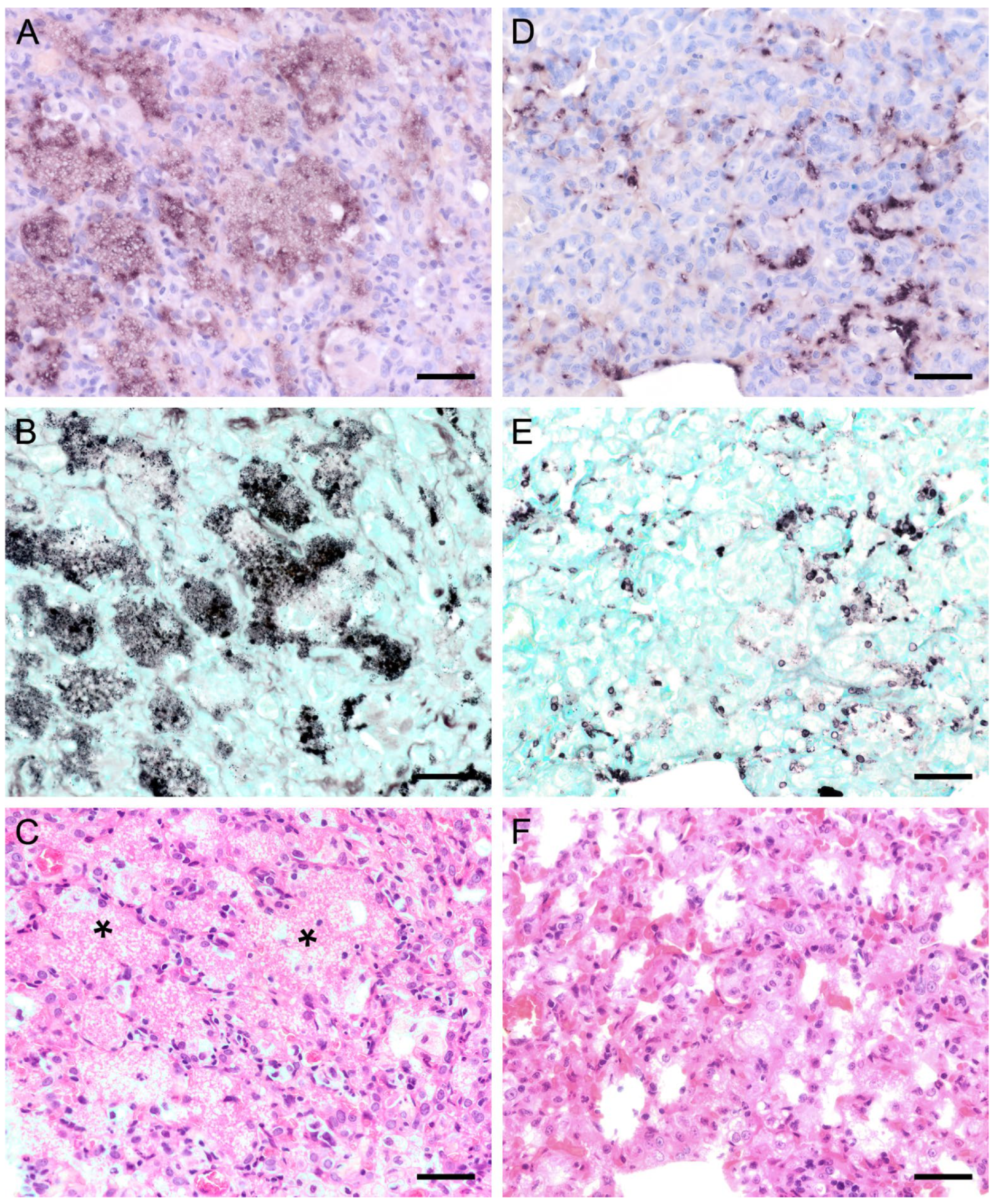 Jof 09 00220 g003 Jof 09 00220 g003