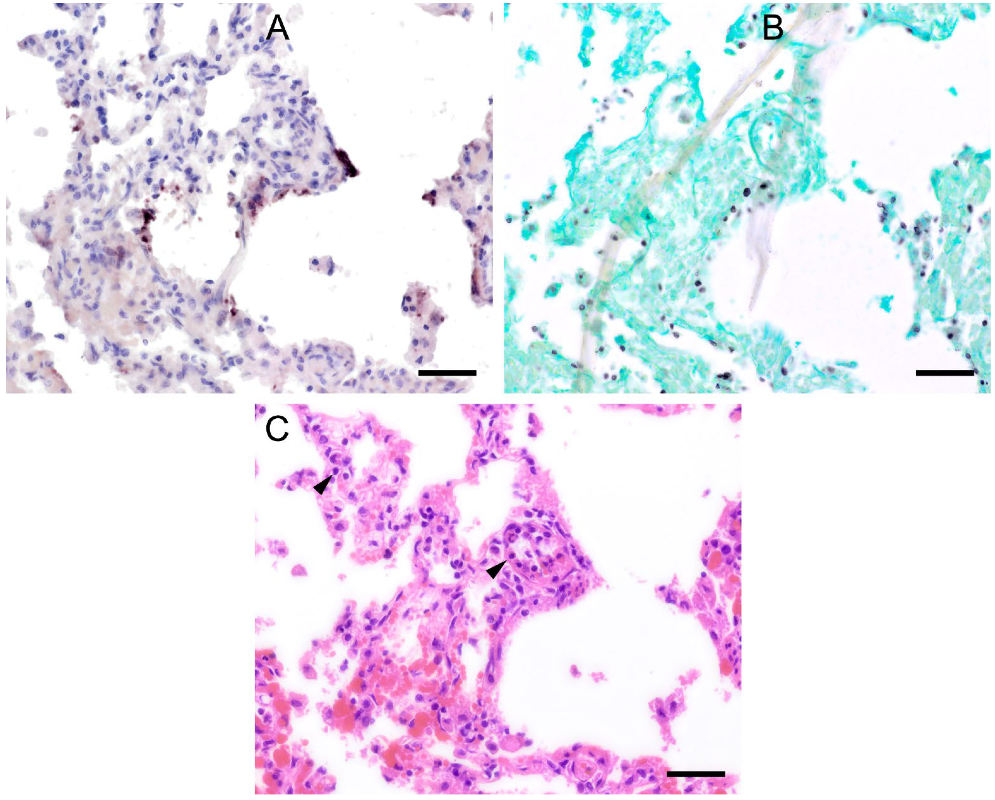 Jof 09 00220 g005 Jof 09 00220 g005