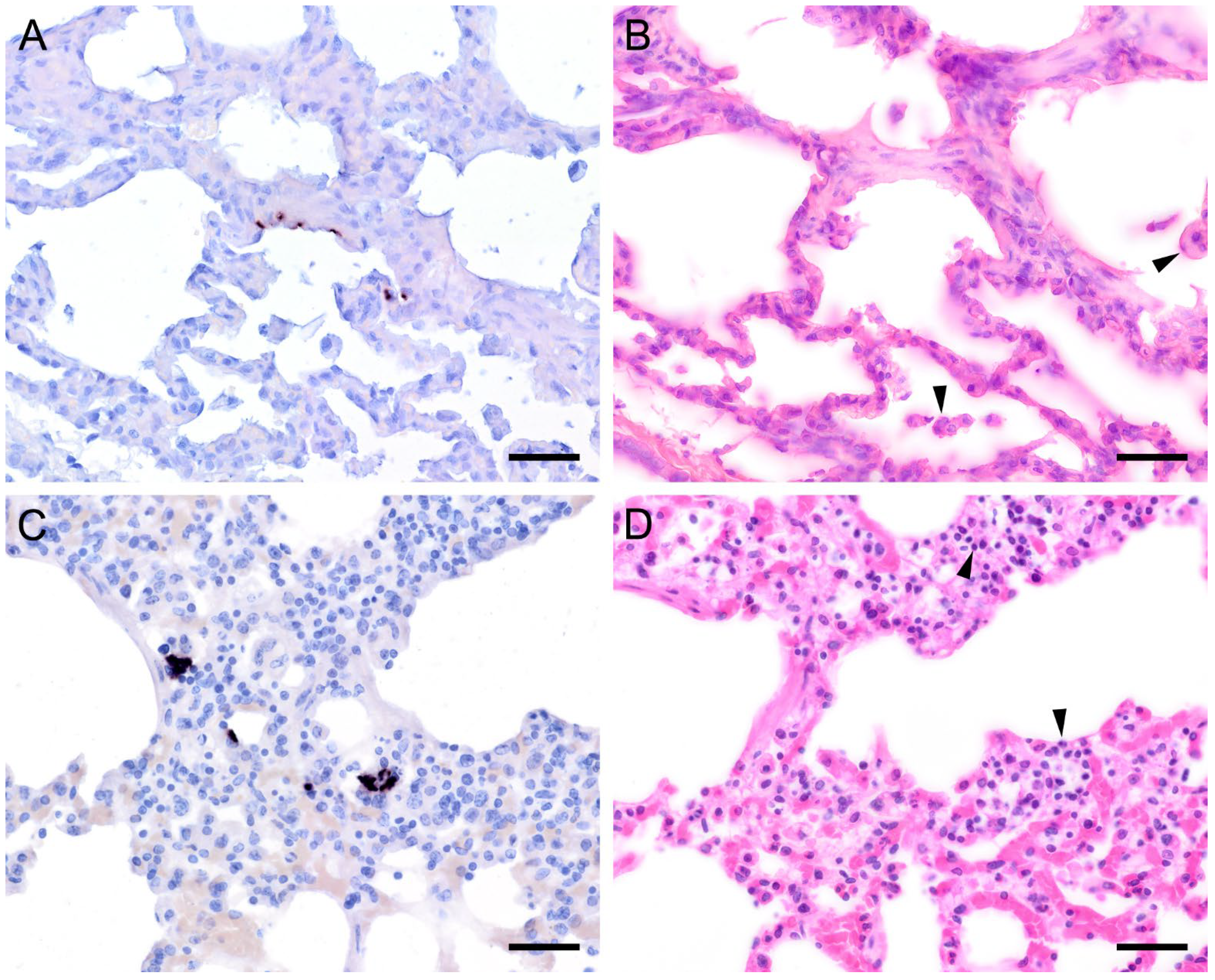 Jof 09 00220 g006 Jof 09 00220 g006
