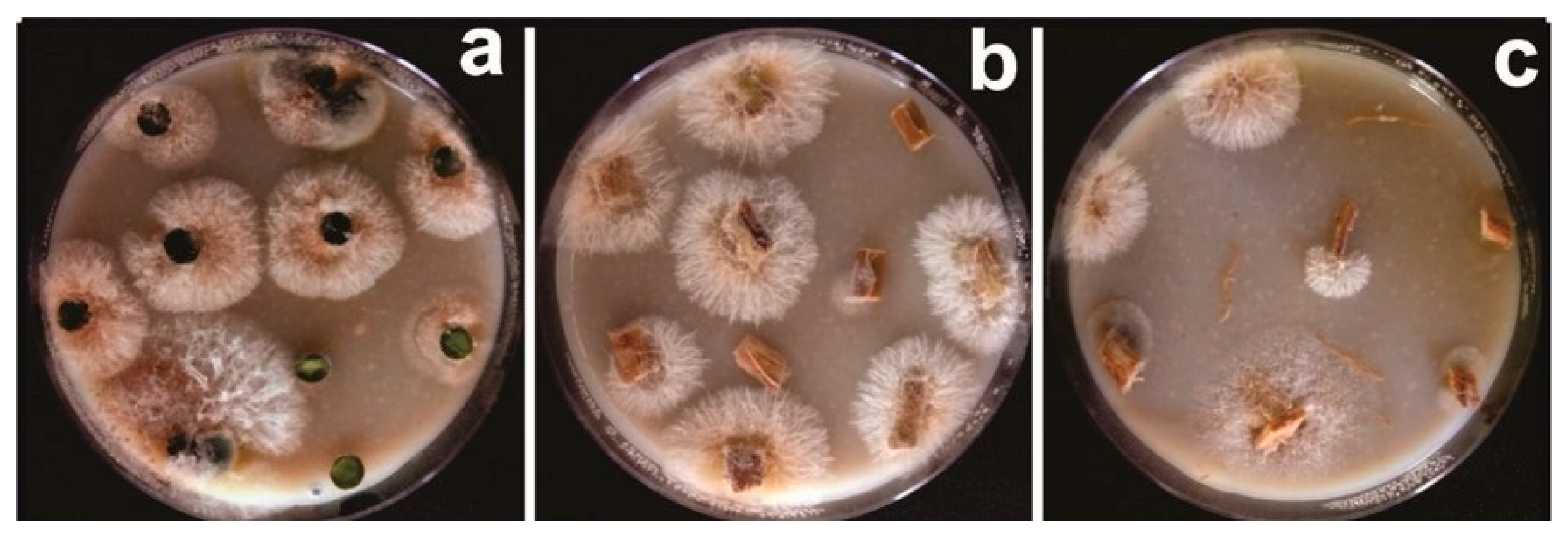 Jof 09 00248 g004 Jof 09 00248 g004