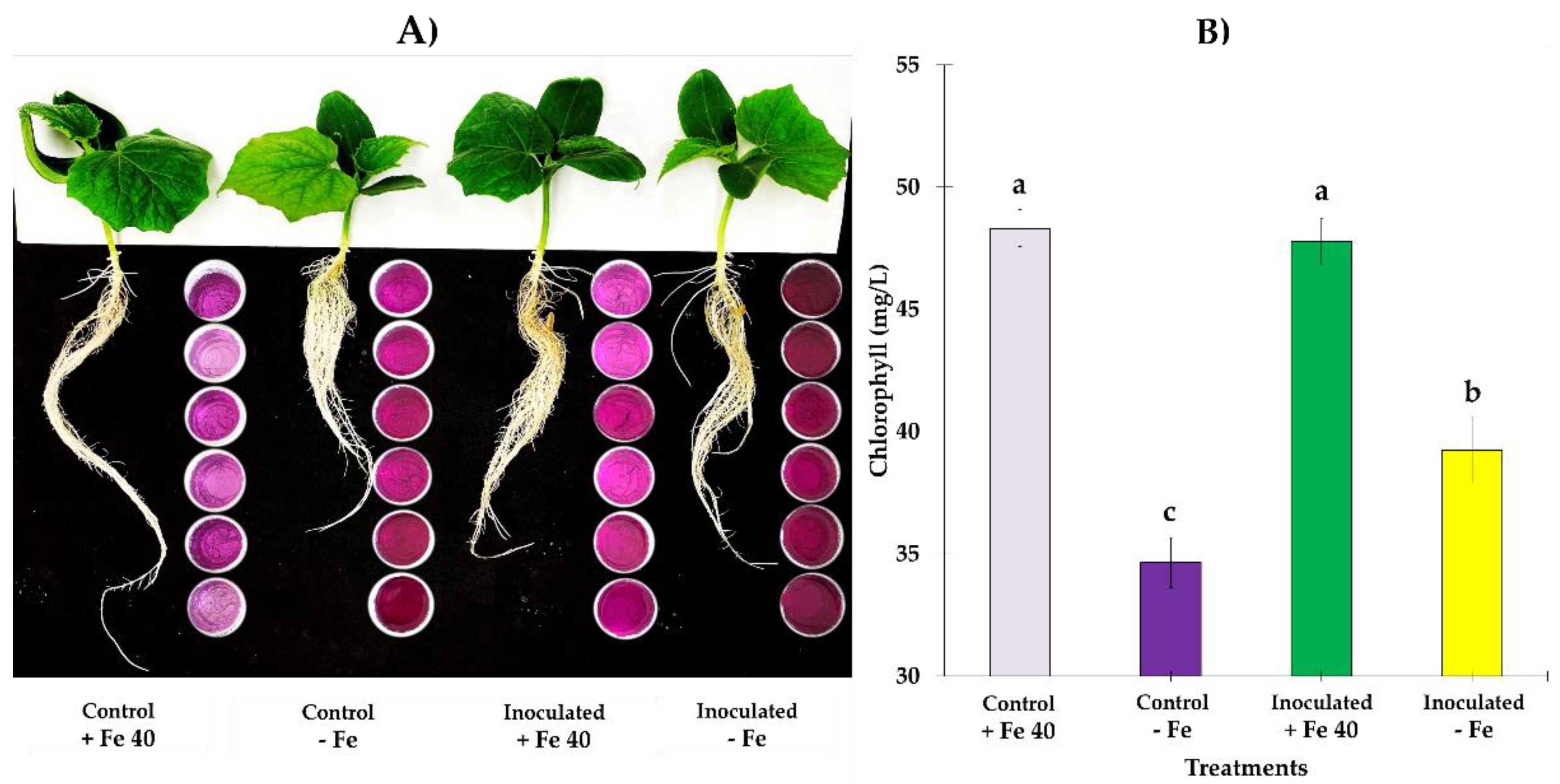 Jof 09 00258 g006 Jof 09 00258 g006