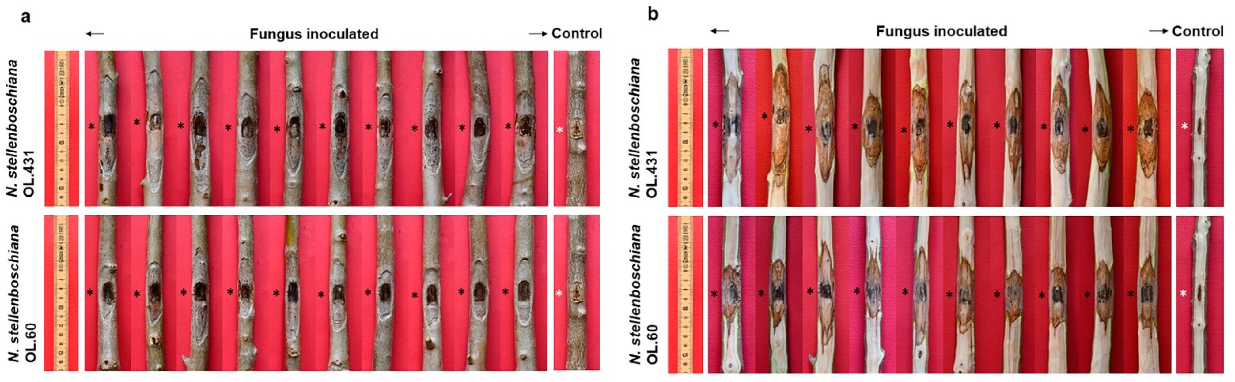Jof 09 00292 g008 Jof 09 00292 g008