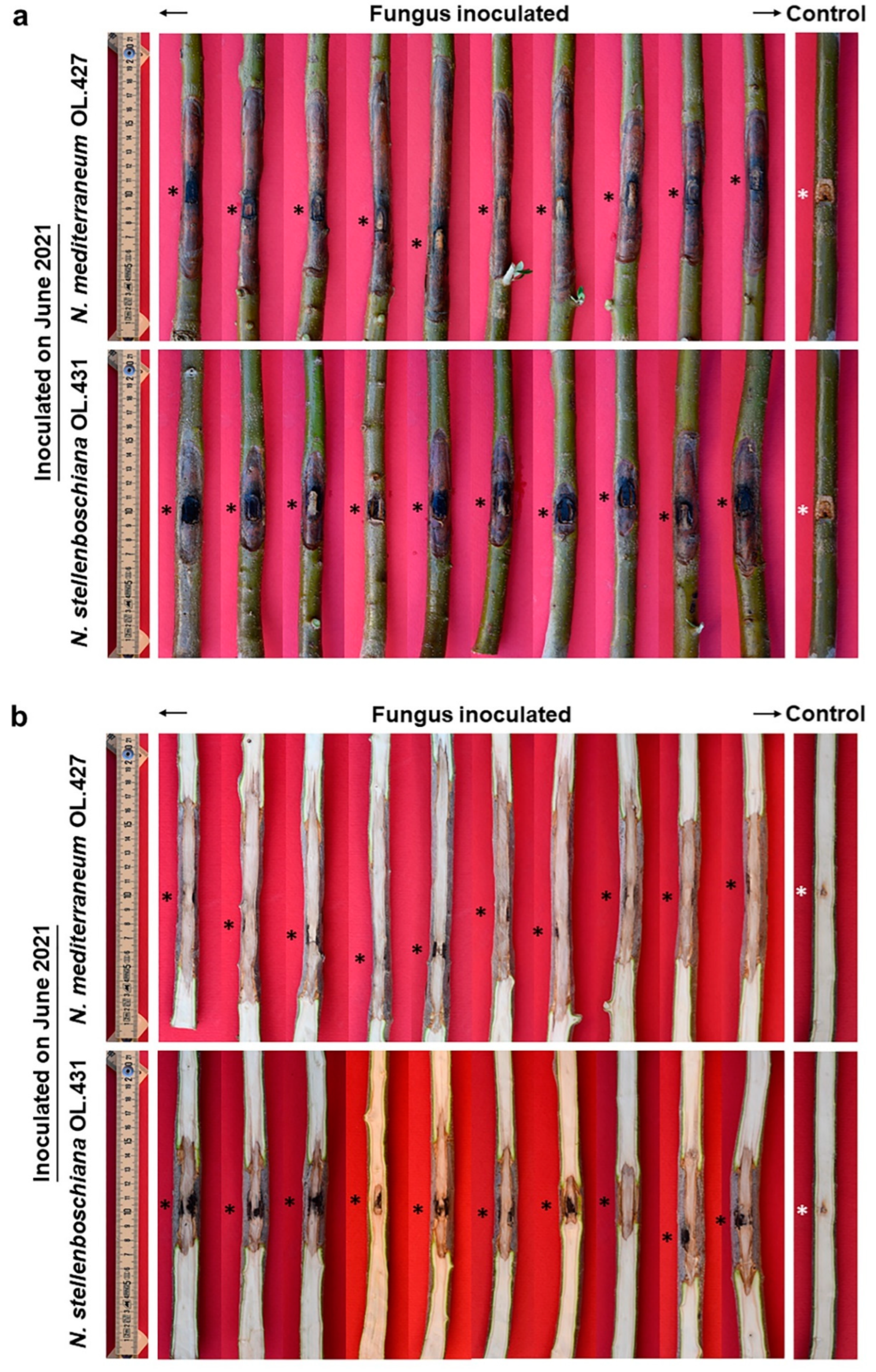 Jof 09 00292 g009 Jof 09 00292 g009