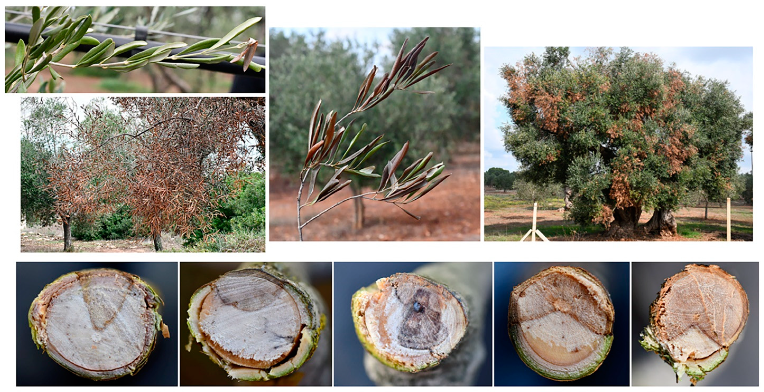 Jof 09 00292 g0a1 Jof 09 00292 g0a1