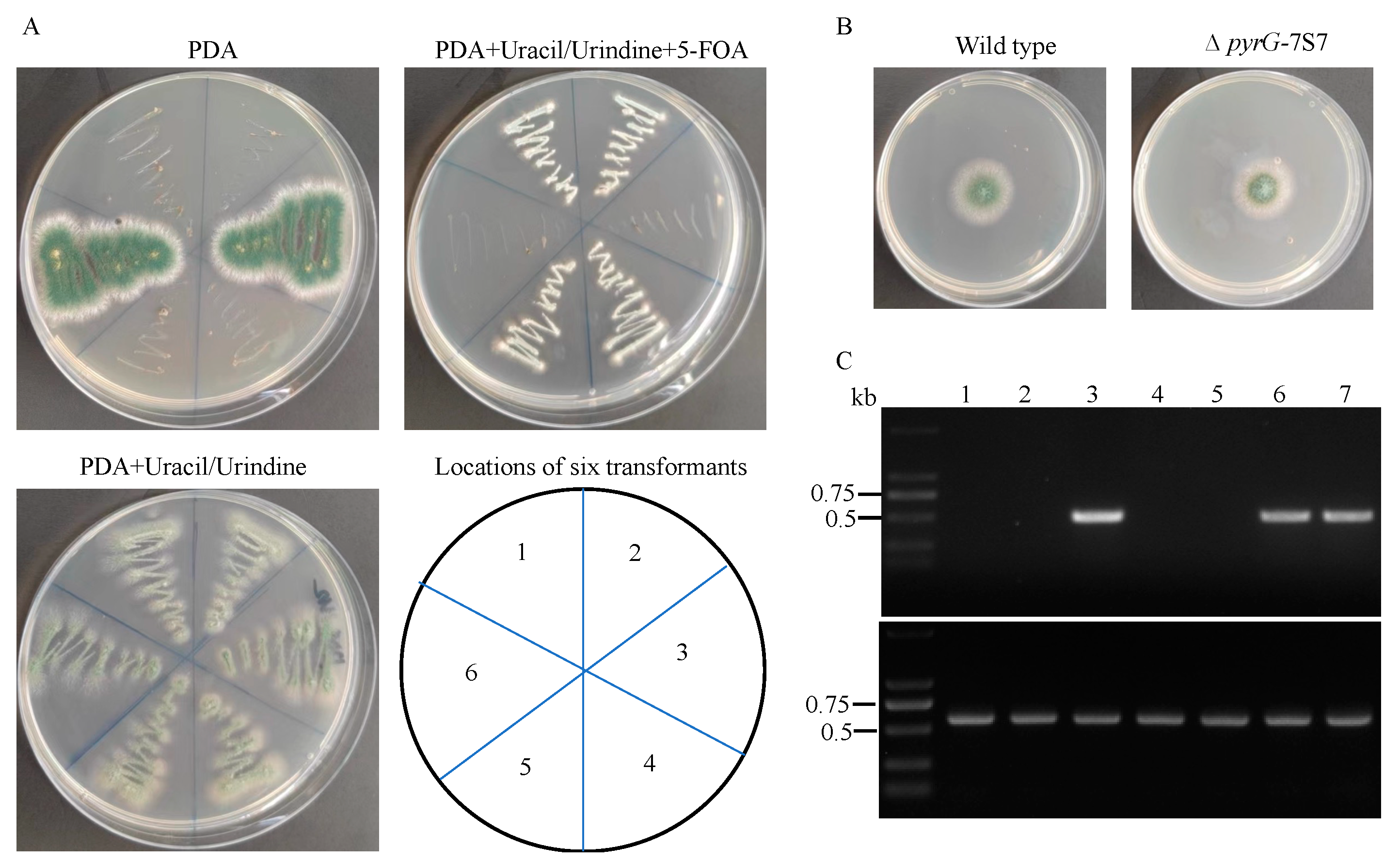Jof 09 00302 g002 Jof 09 00302 g002