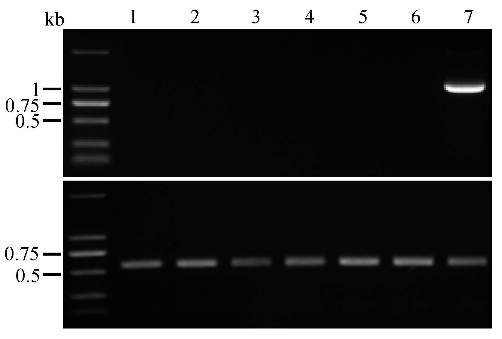 Jof 09 00302 g004 Jof 09 00302 g004