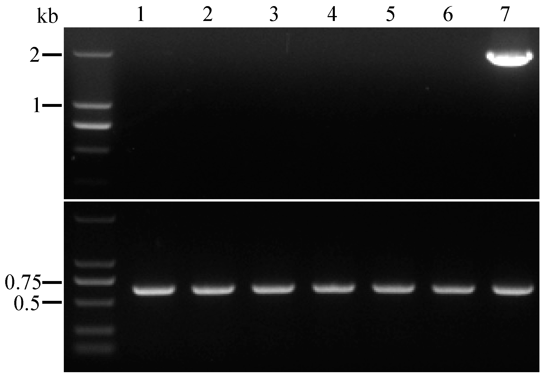 Jof 09 00302 g007 Jof 09 00302 g007