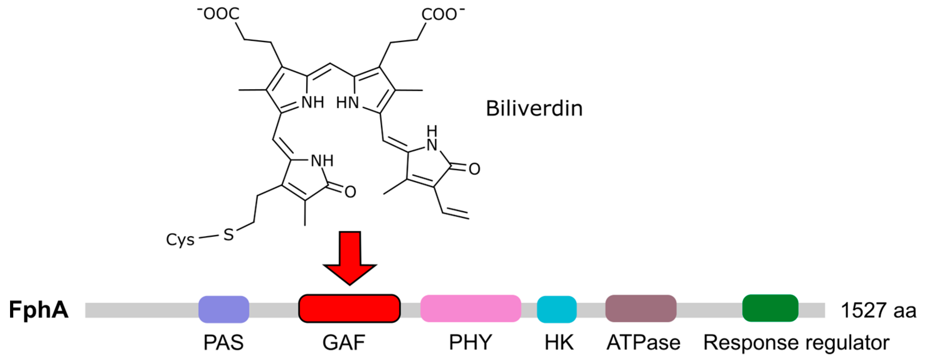 Jof 09 00319 g007 Jof 09 00319 g007