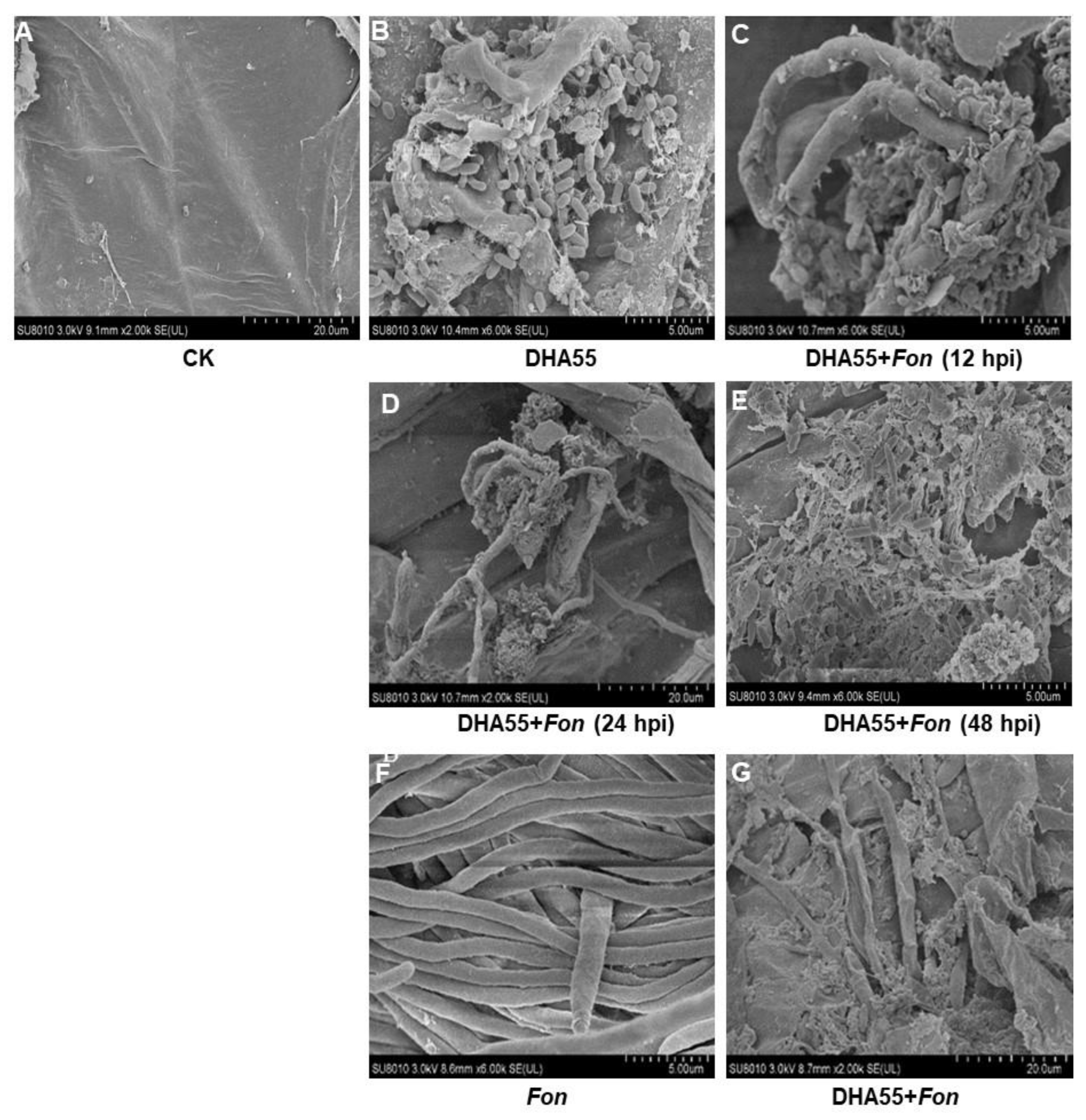 Jof 09 00336 g009 Jof 09 00336 g009