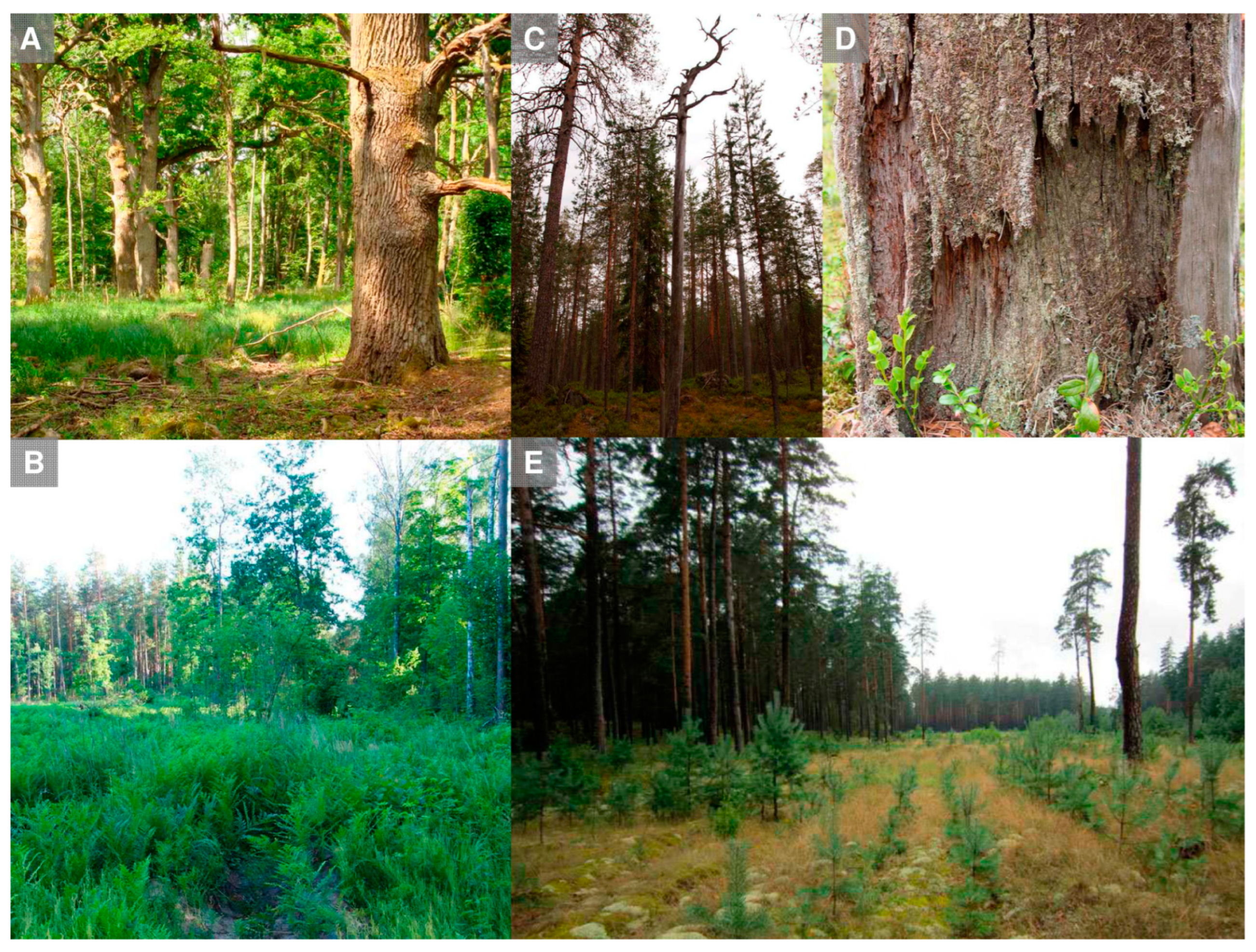 Jof 09 00341 g002 Jof 09 00341 g002