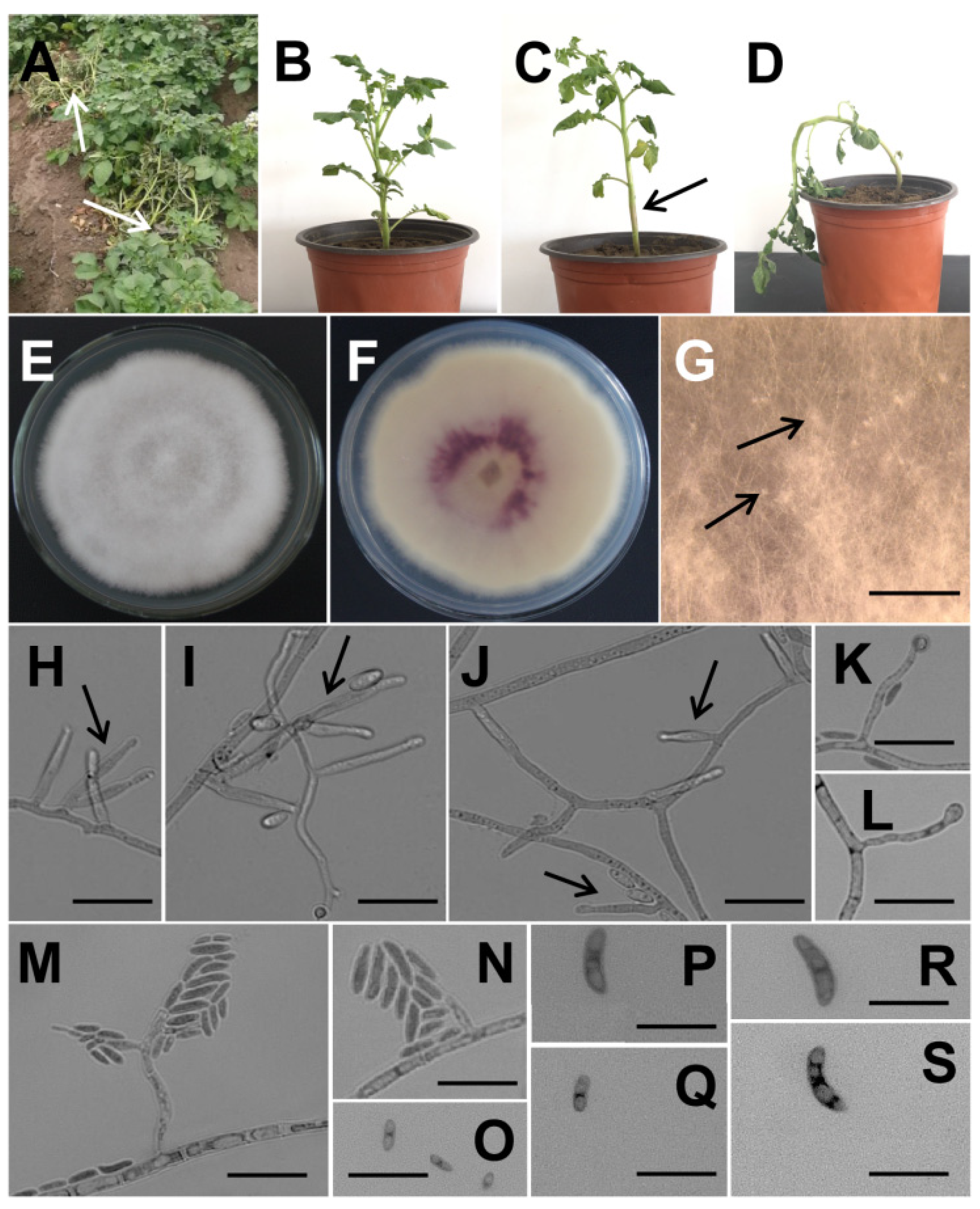 Jof 09 00367 g001 Jof 09 00367 g001