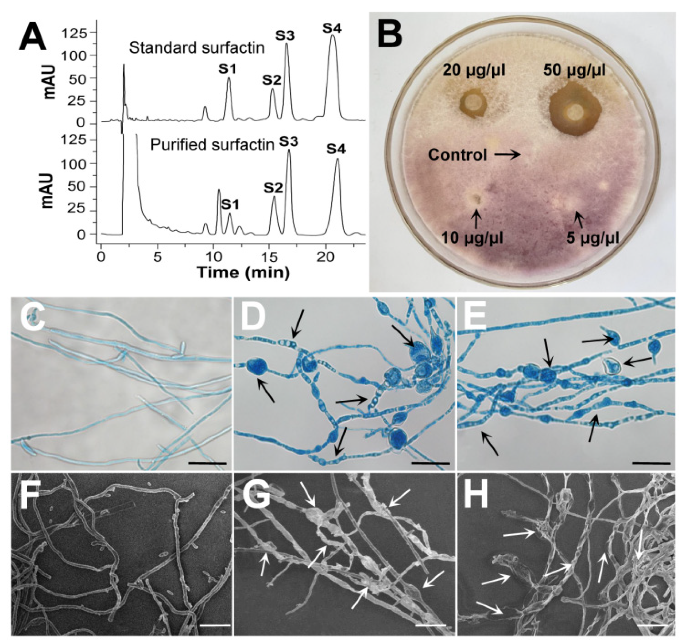 Jof 09 00367 g005 Jof 09 00367 g005