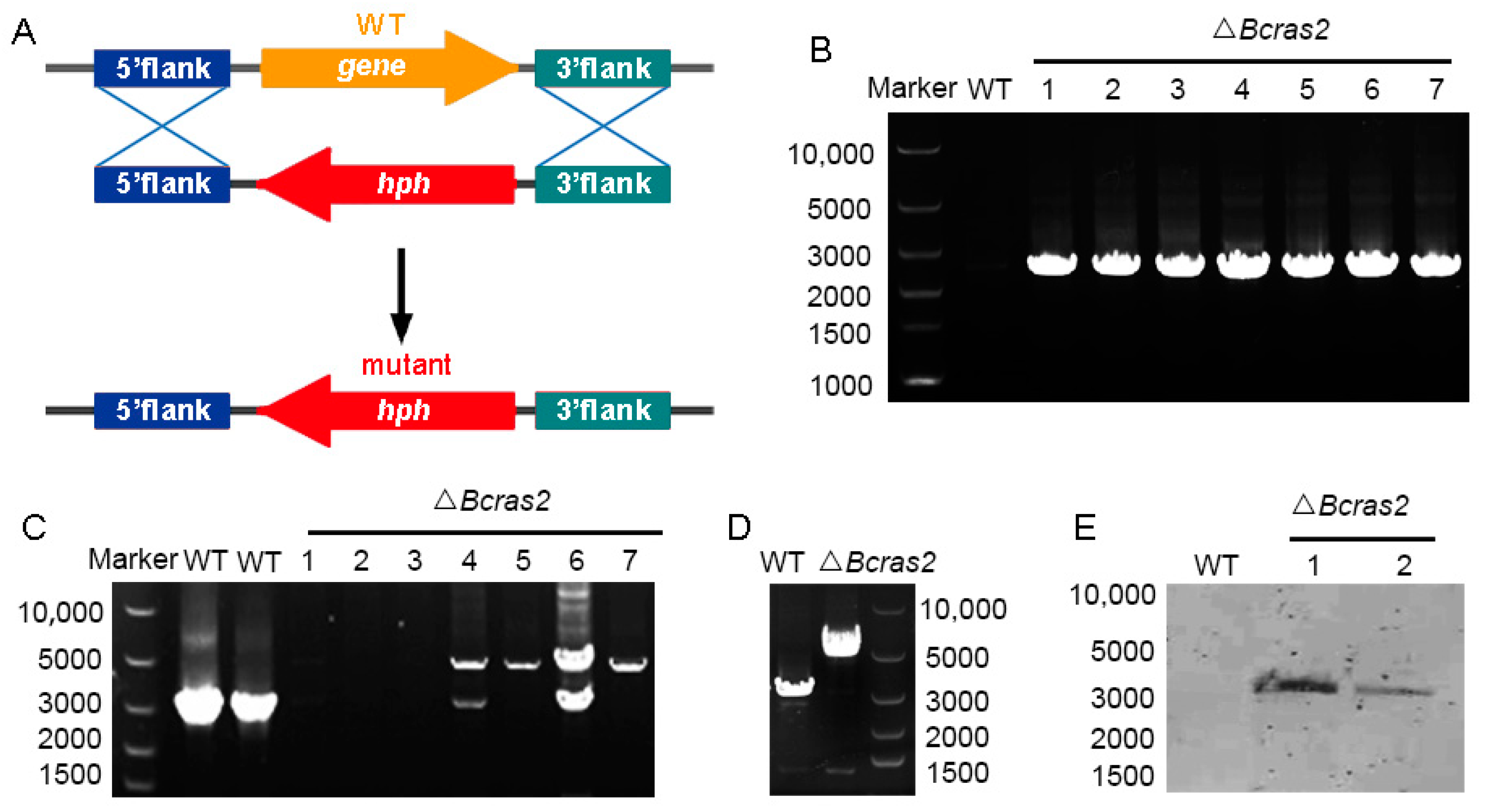 Jof 09 00432 g001 Jof 09 00432 g001
