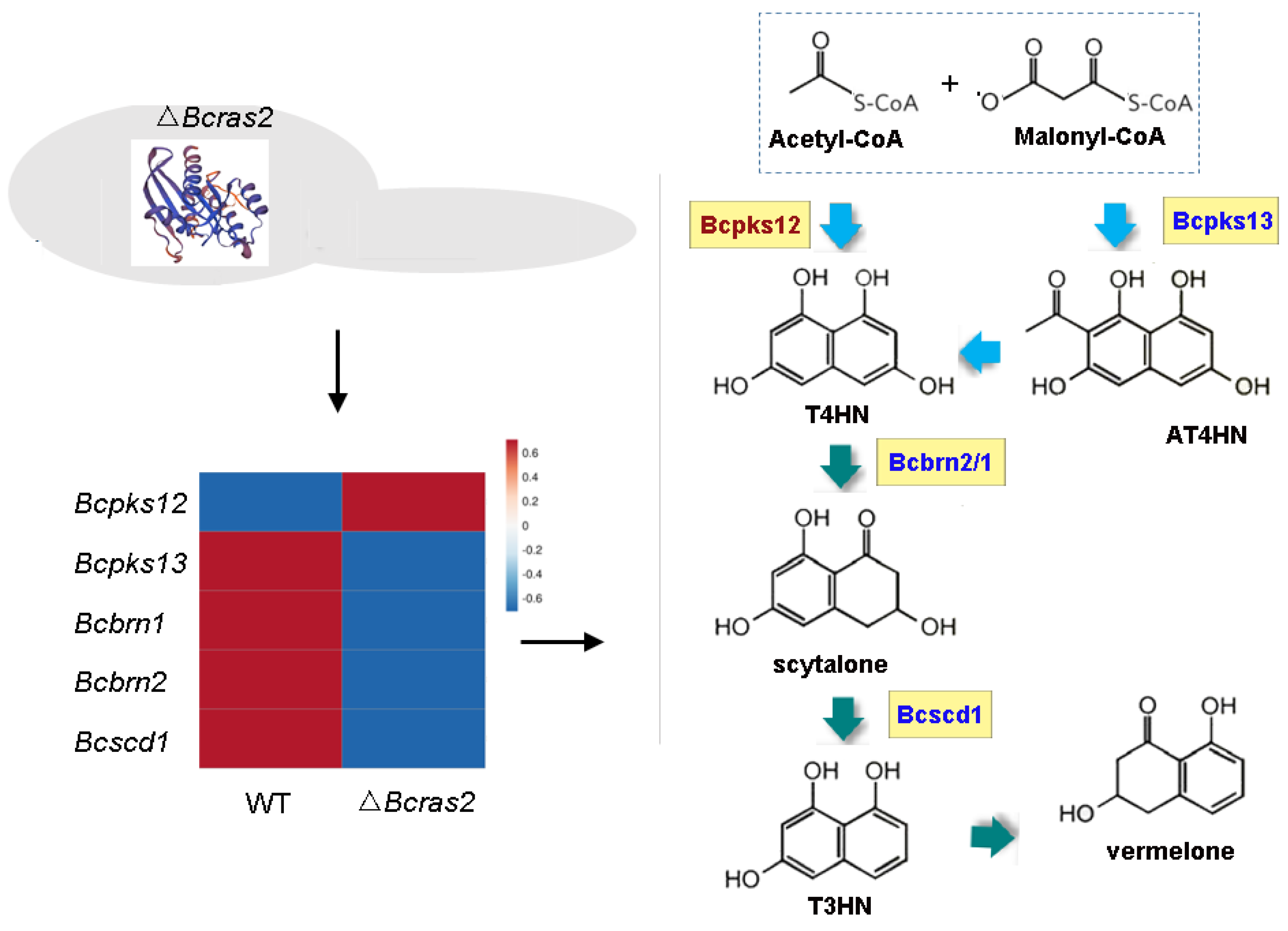 Jof 09 00432 g008 Jof 09 00432 g008