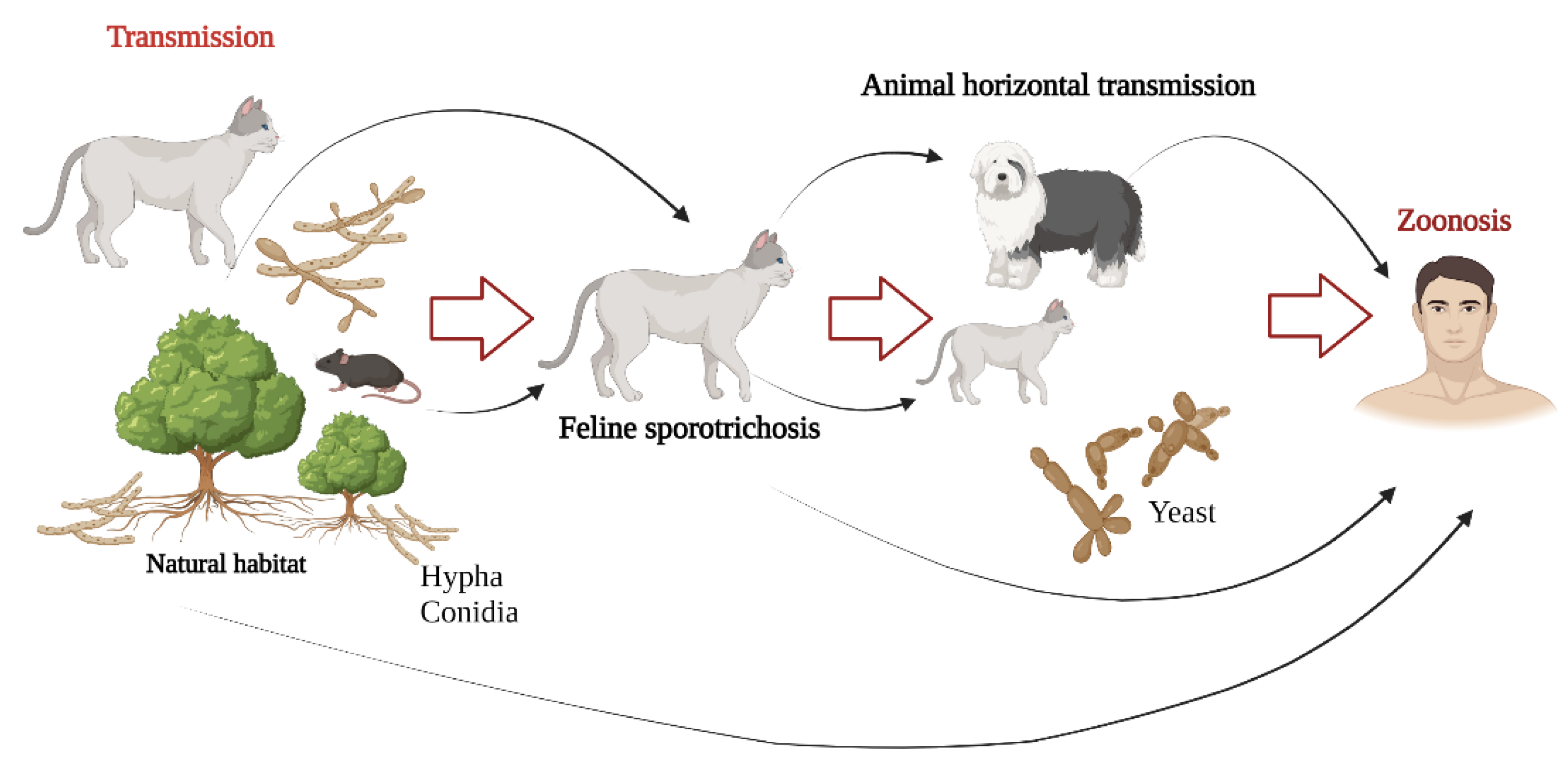 Jof 09 00533 g003 Jof 09 00533 g003
