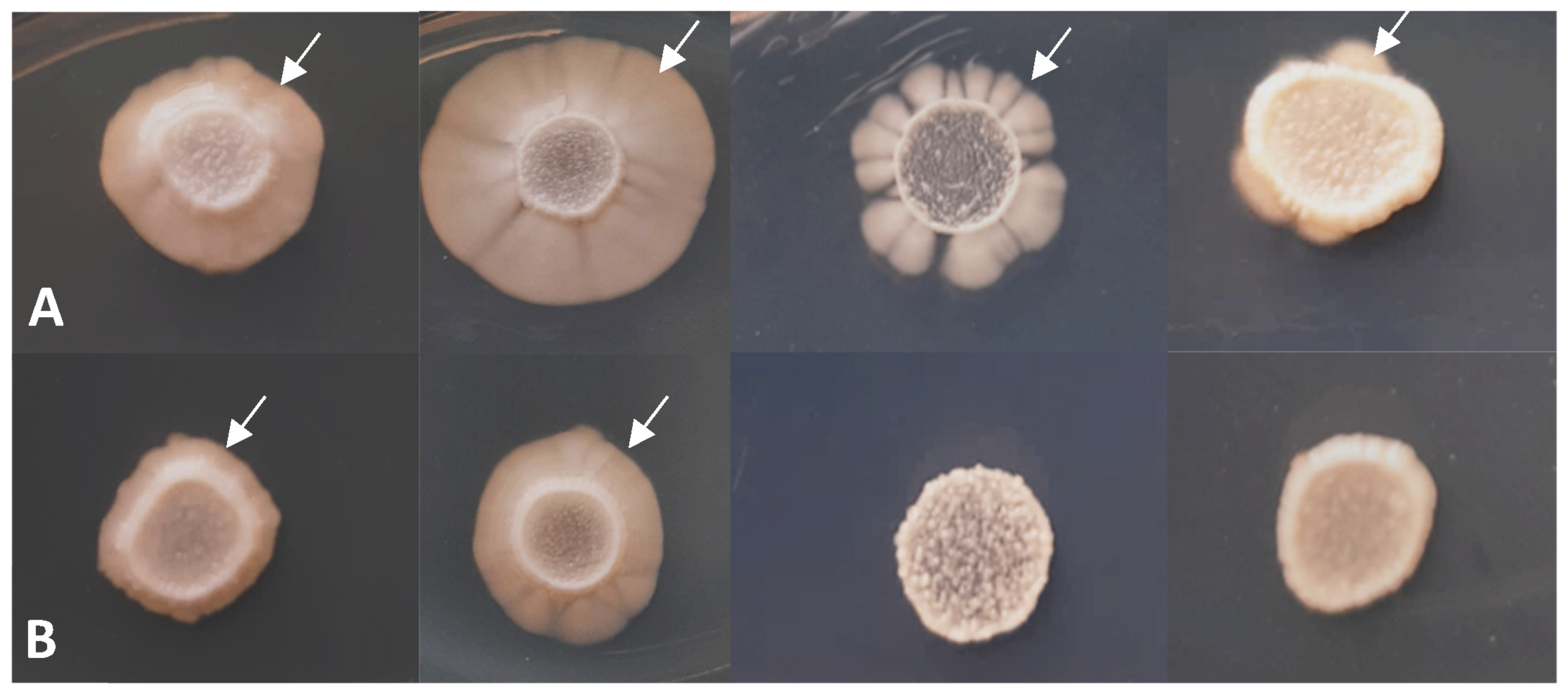 Jof 09 00550 g004 Jof 09 00550 g004