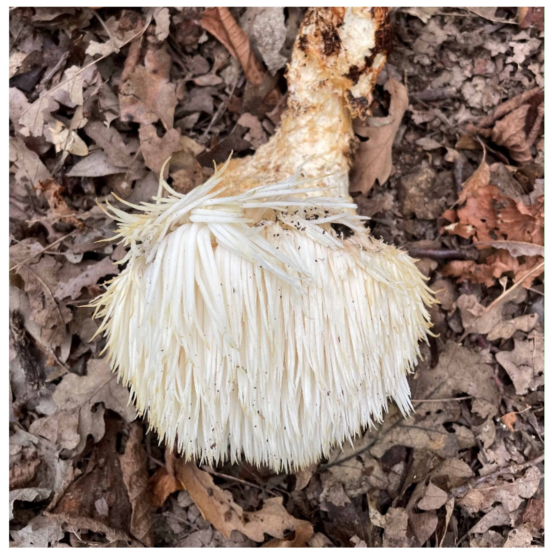 Jof 09 00551 g001 Jof 09 00551 g001