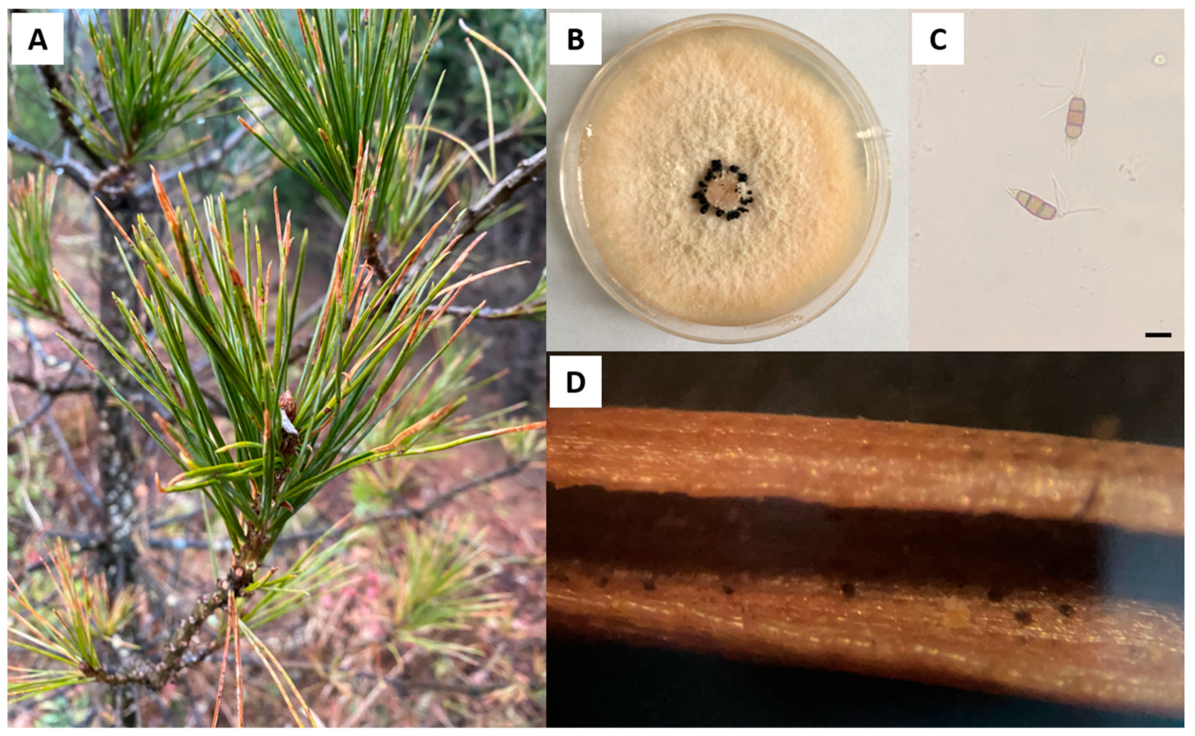 Jof 09 00564 g001 Jof 09 00564 g001