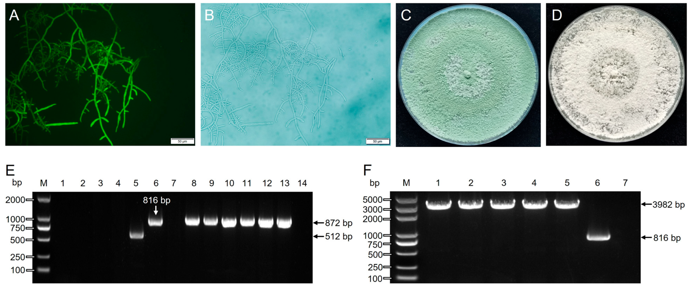 Jof 09 00595 g006 Jof 09 00595 g006