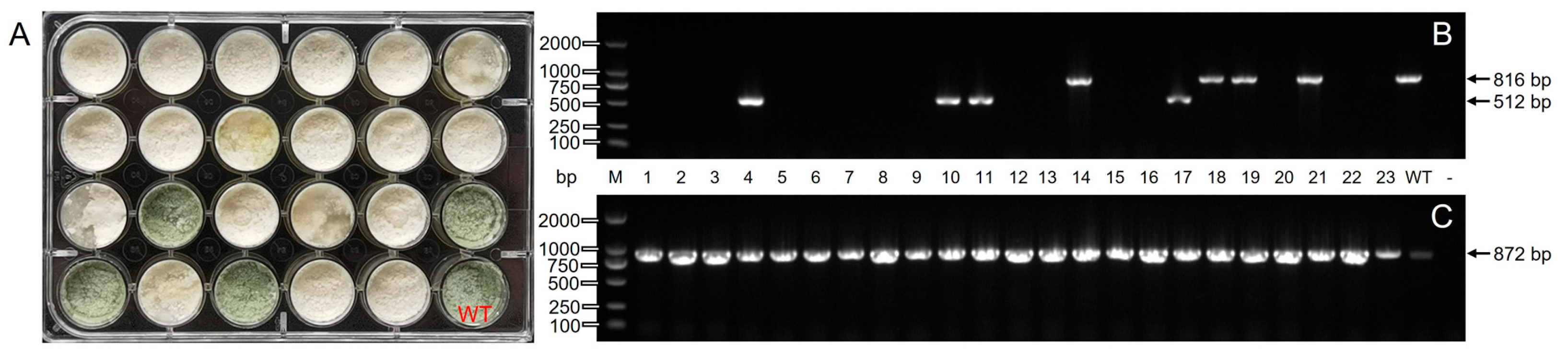 Jof 09 00595 g007 Jof 09 00595 g007