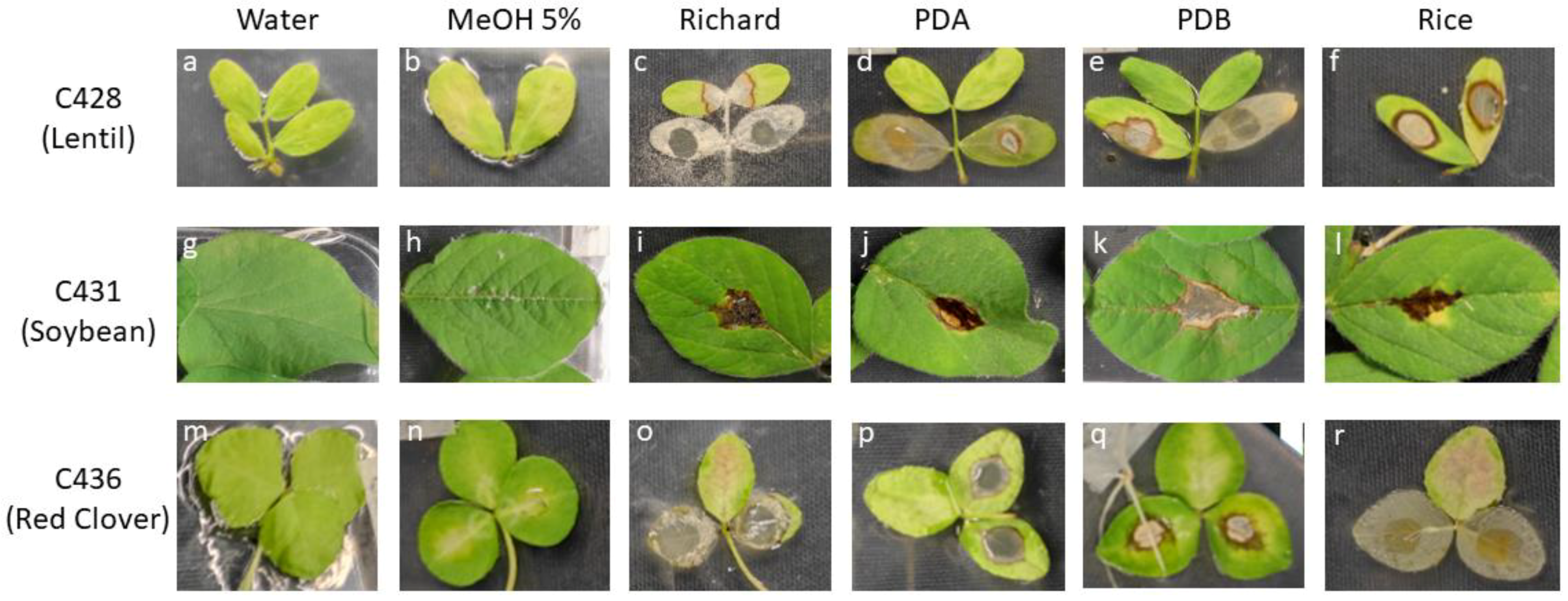 Jof 09 00610 g005 Jof 09 00610 g005