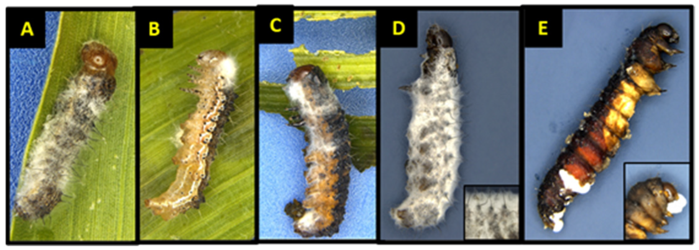 Jof 09 00614 g003 Jof 09 00614 g003