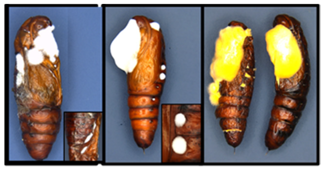 Jof 09 00614 g007 Jof 09 00614 g007