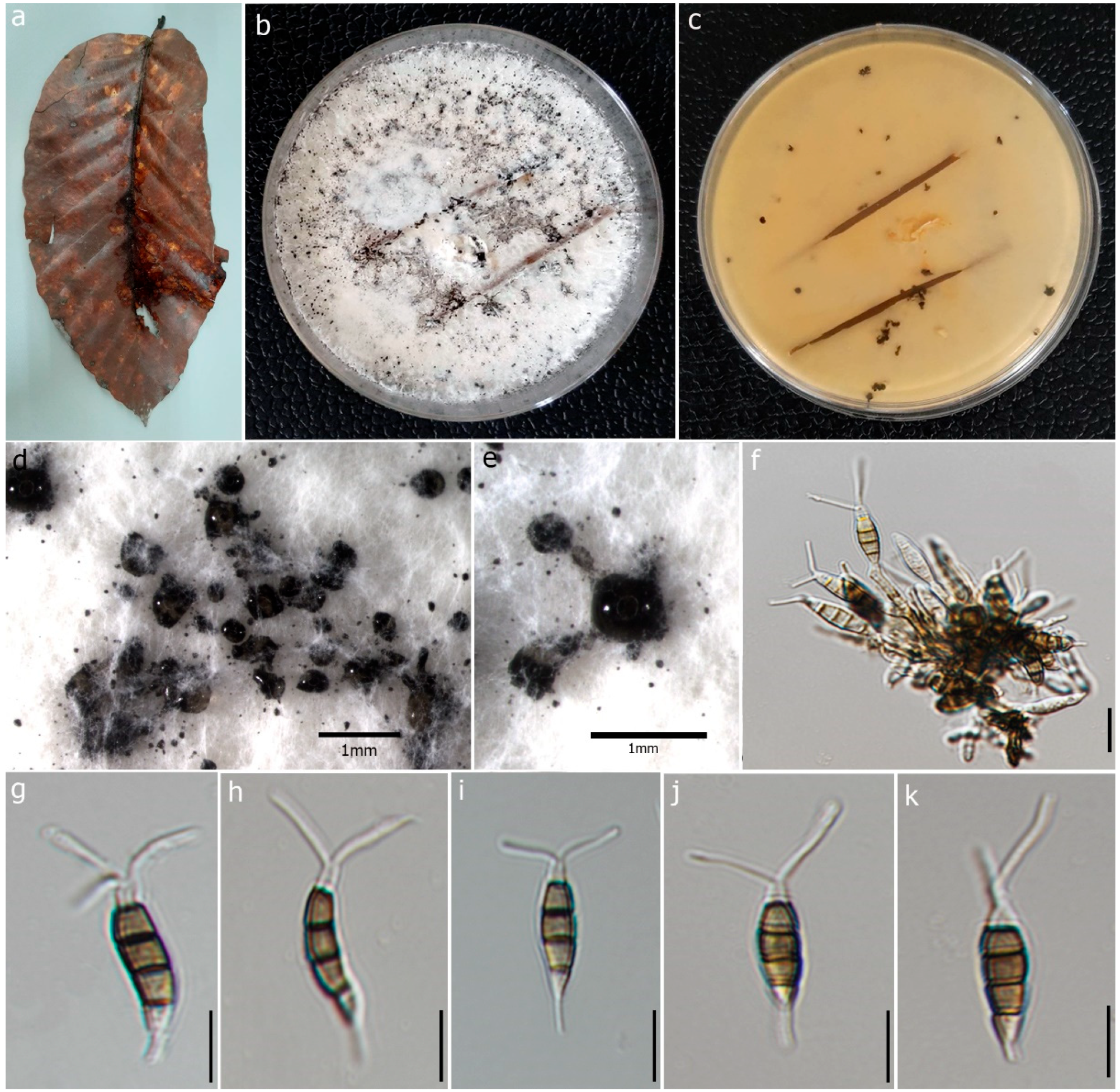 Jof 09 00625 g004 Jof 09 00625 g004