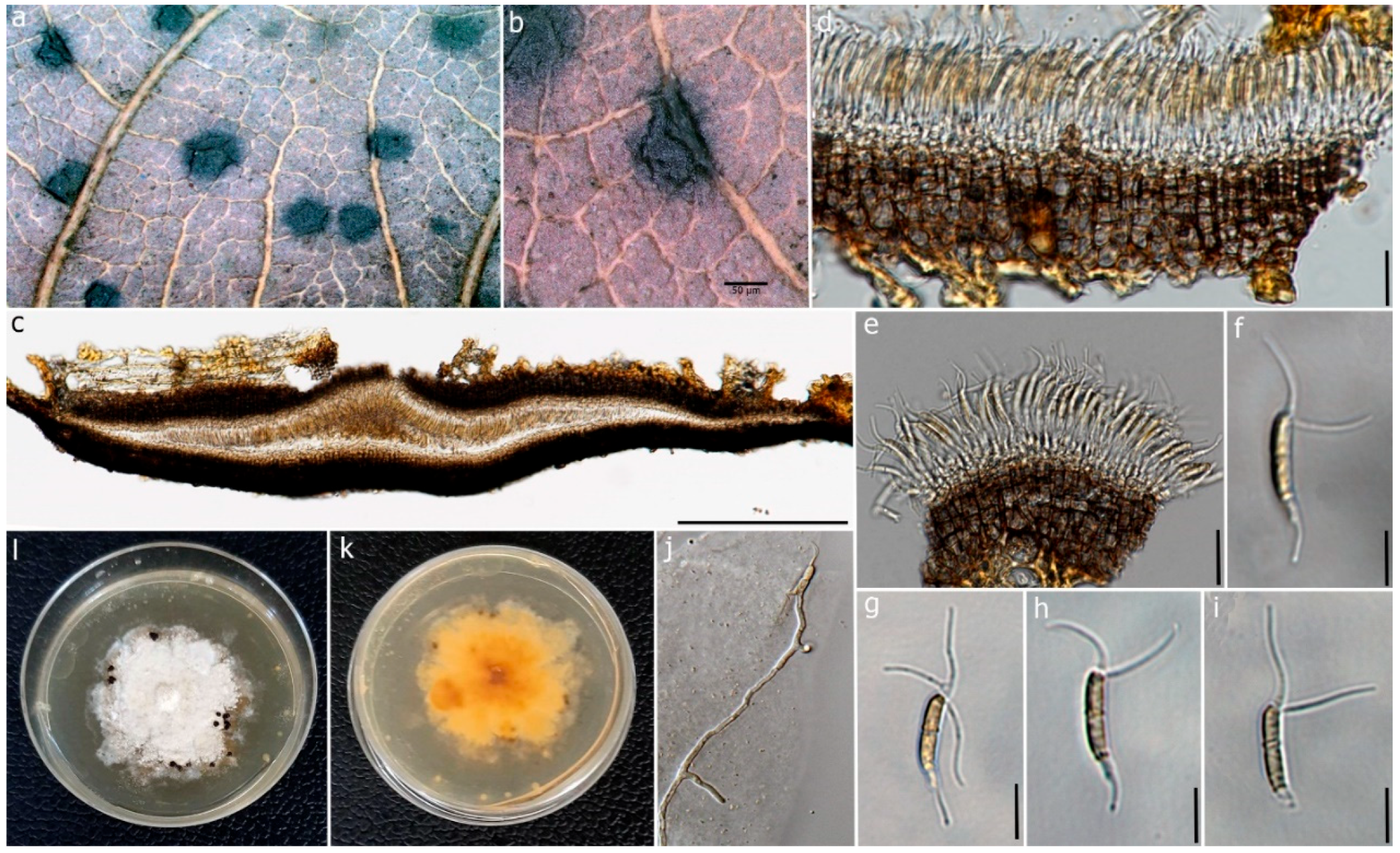 Jof 09 00625 g005 Jof 09 00625 g005