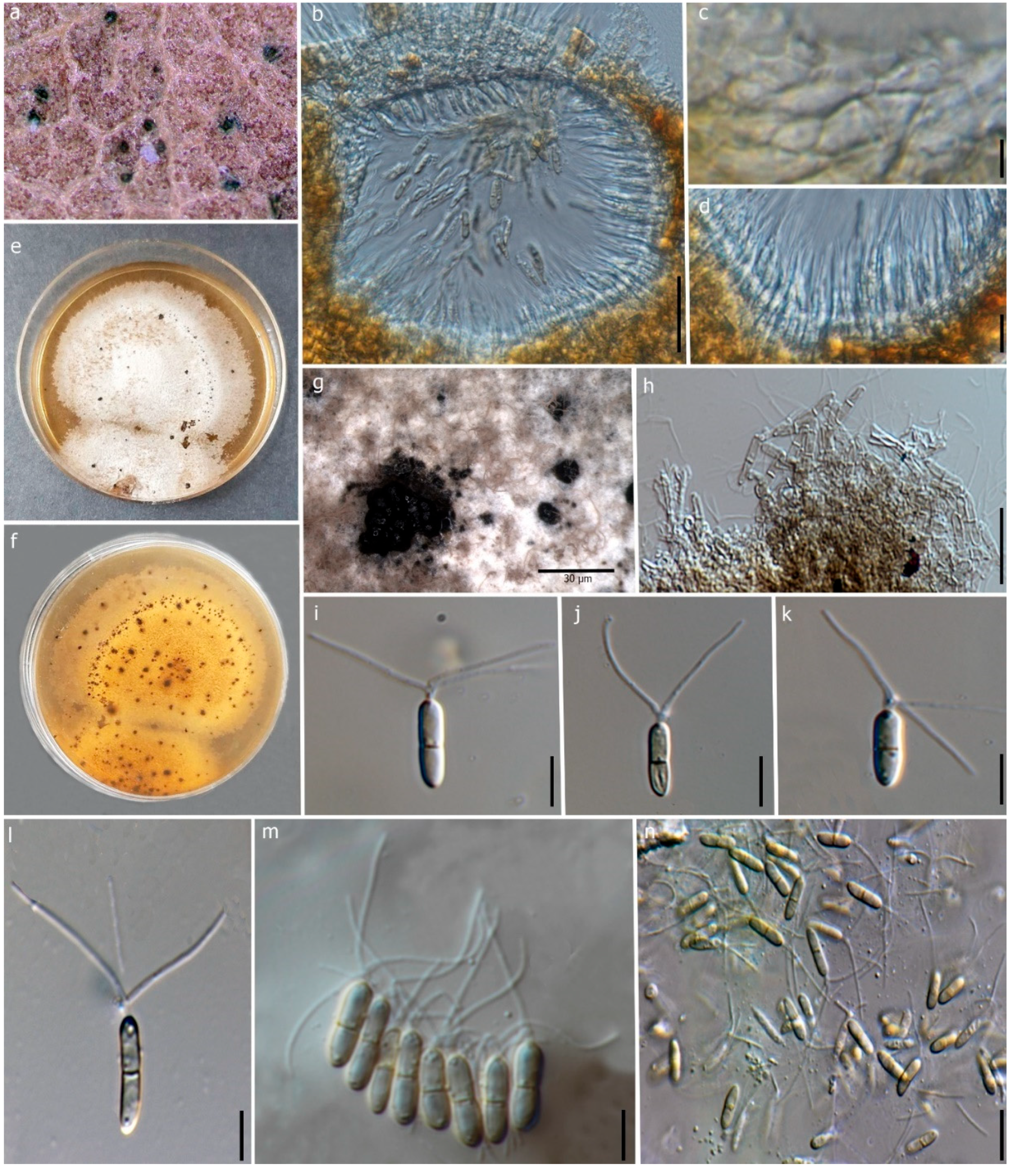 Jof 09 00625 g006 Jof 09 00625 g006