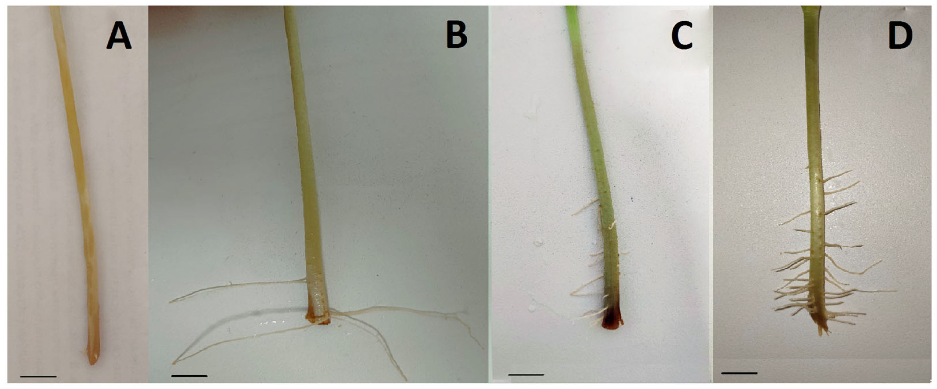 Jof 09 00728 g004 Jof 09 00728 g004