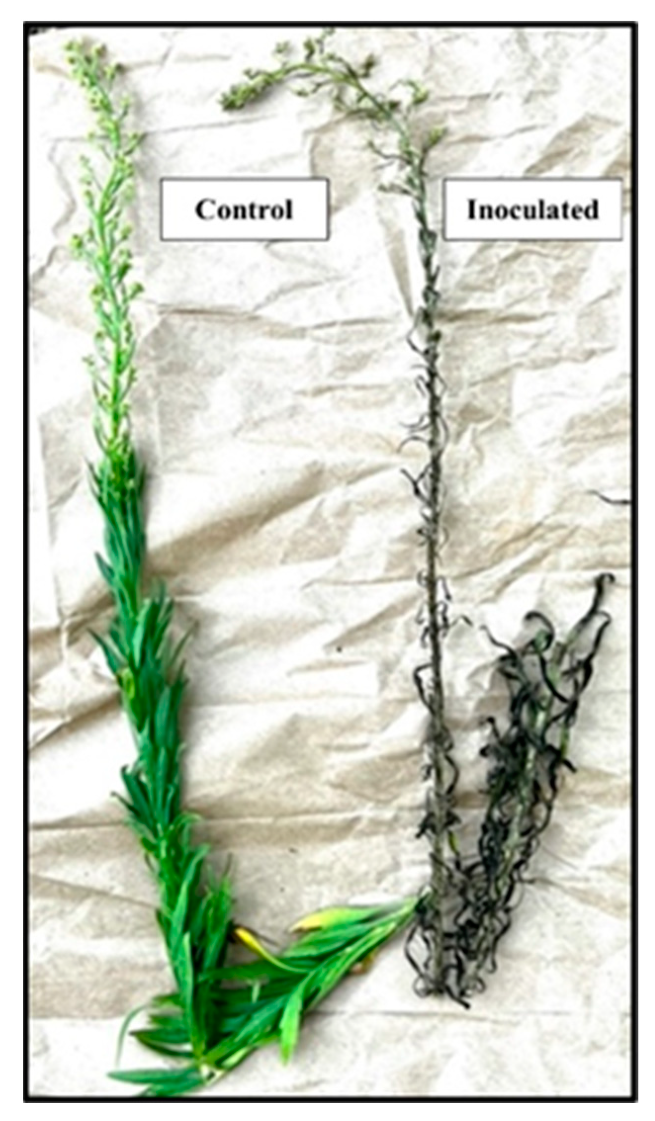 Jof 09 00773 g002 Jof 09 00773 g002