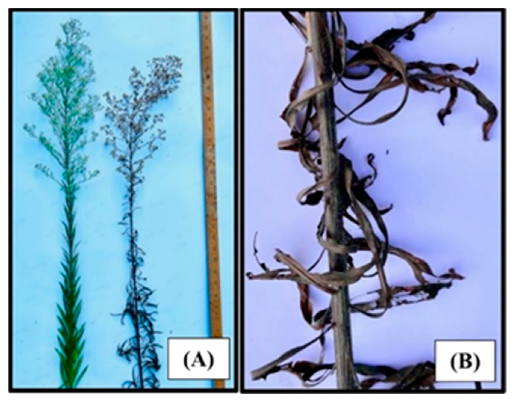 Jof 09 00773 g003 Jof 09 00773 g003