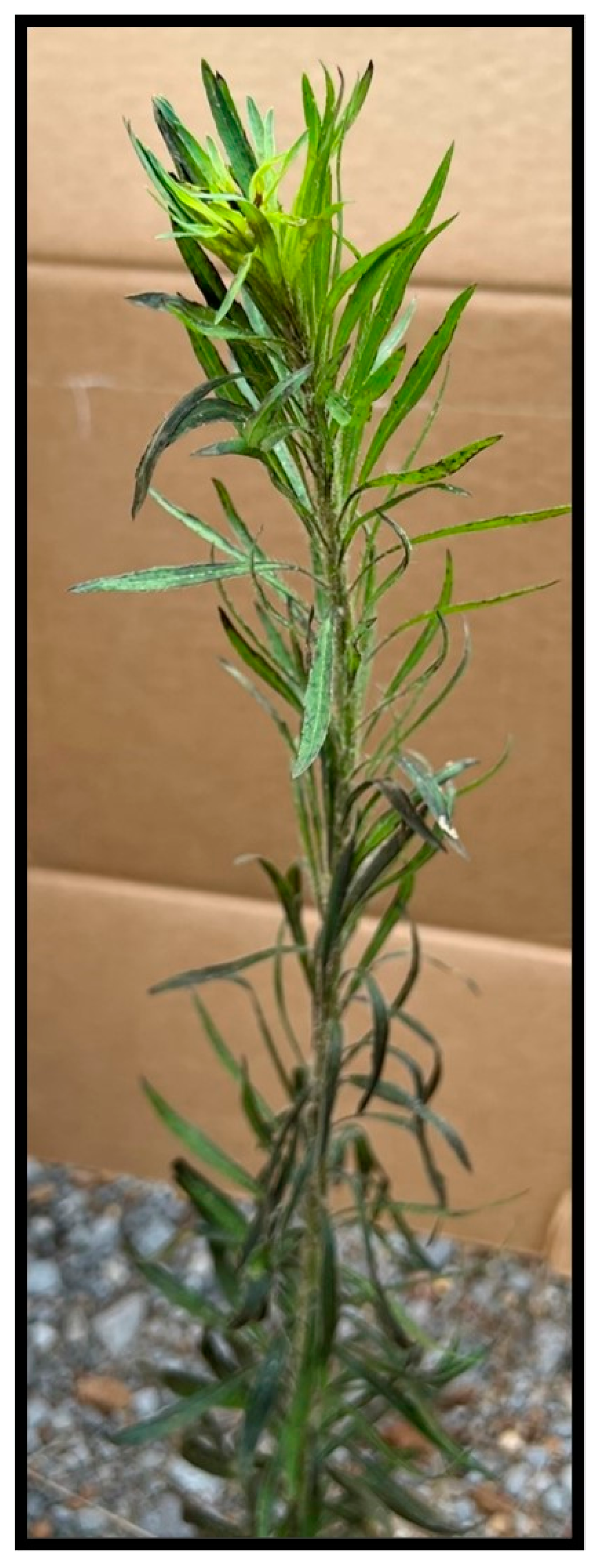 Jof 09 00773 g004 Jof 09 00773 g004