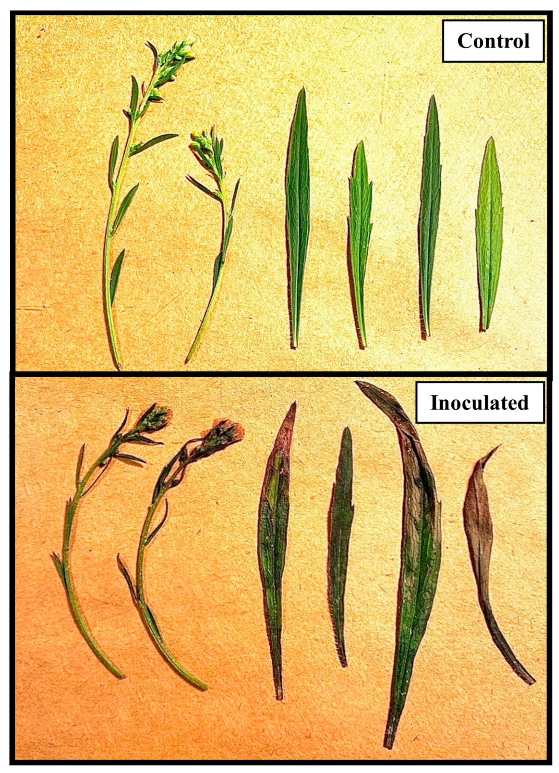 Jof 09 00773 g005 Jof 09 00773 g005