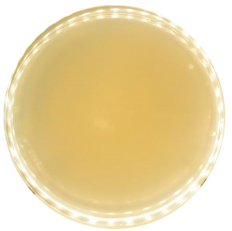 Jof 09 00780 i001 Jof 09 00780 i001