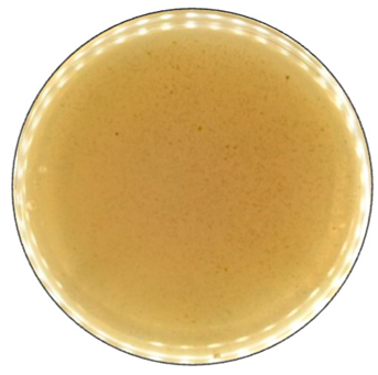 Jof 09 00780 i004 Jof 09 00780 i004