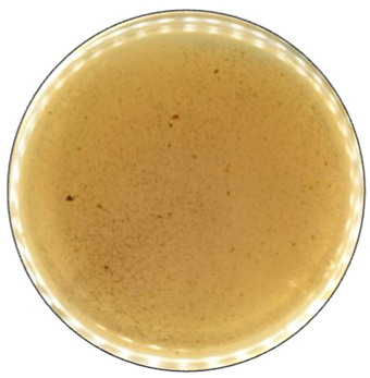 Jof 09 00780 i005 Jof 09 00780 i005