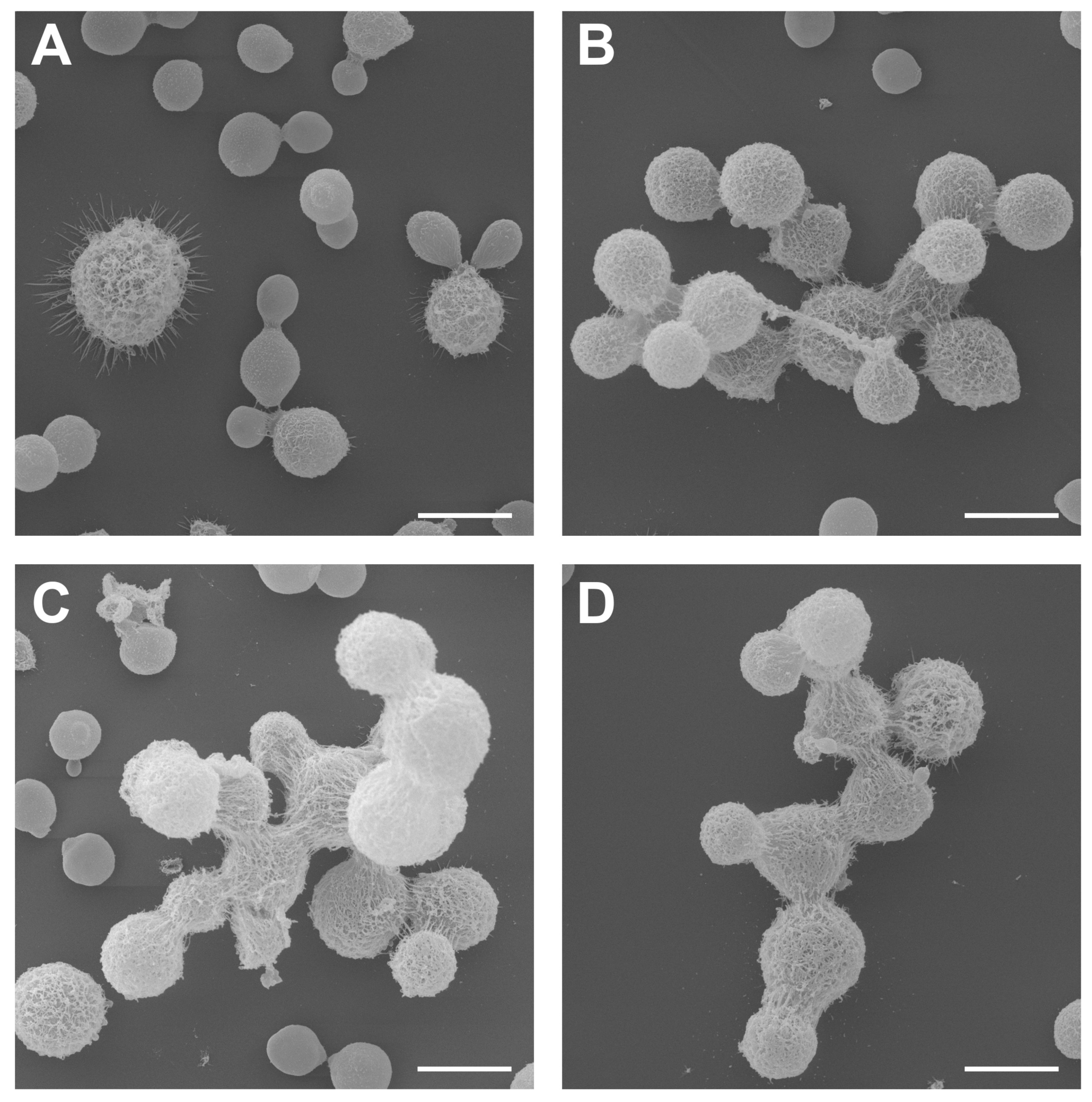 Jof 09 00783 g004 Jof 09 00783 g004