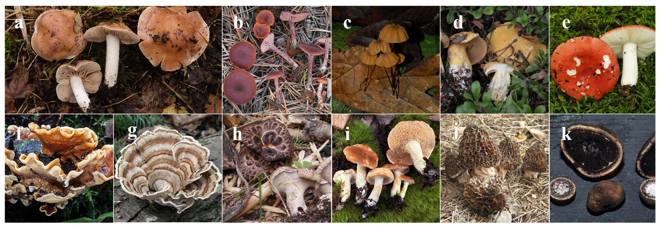 Jof 09 00788 g002 Jof 09 00788 g002