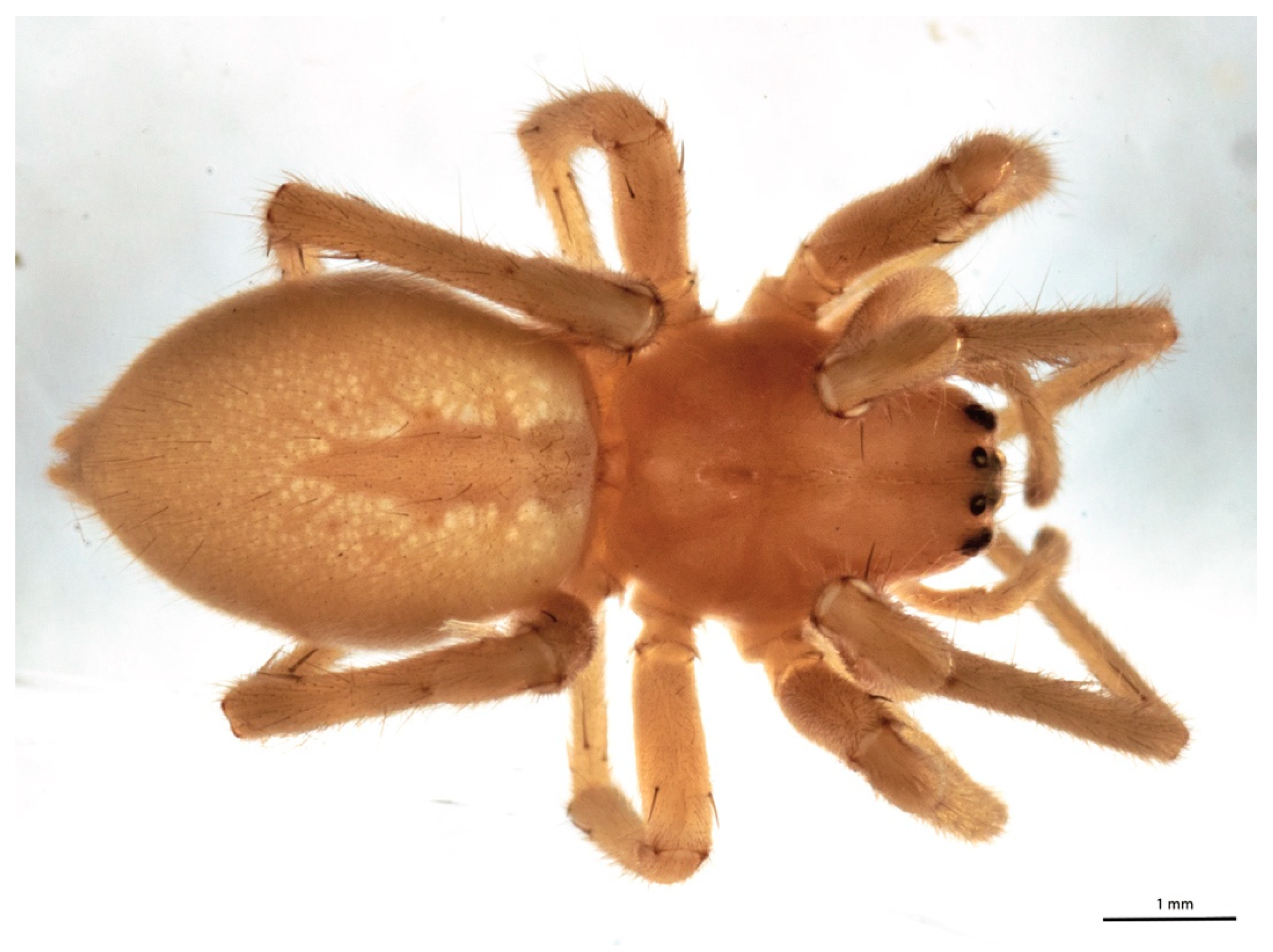 Jof 09 00808 g002 Jof 09 00808 g002