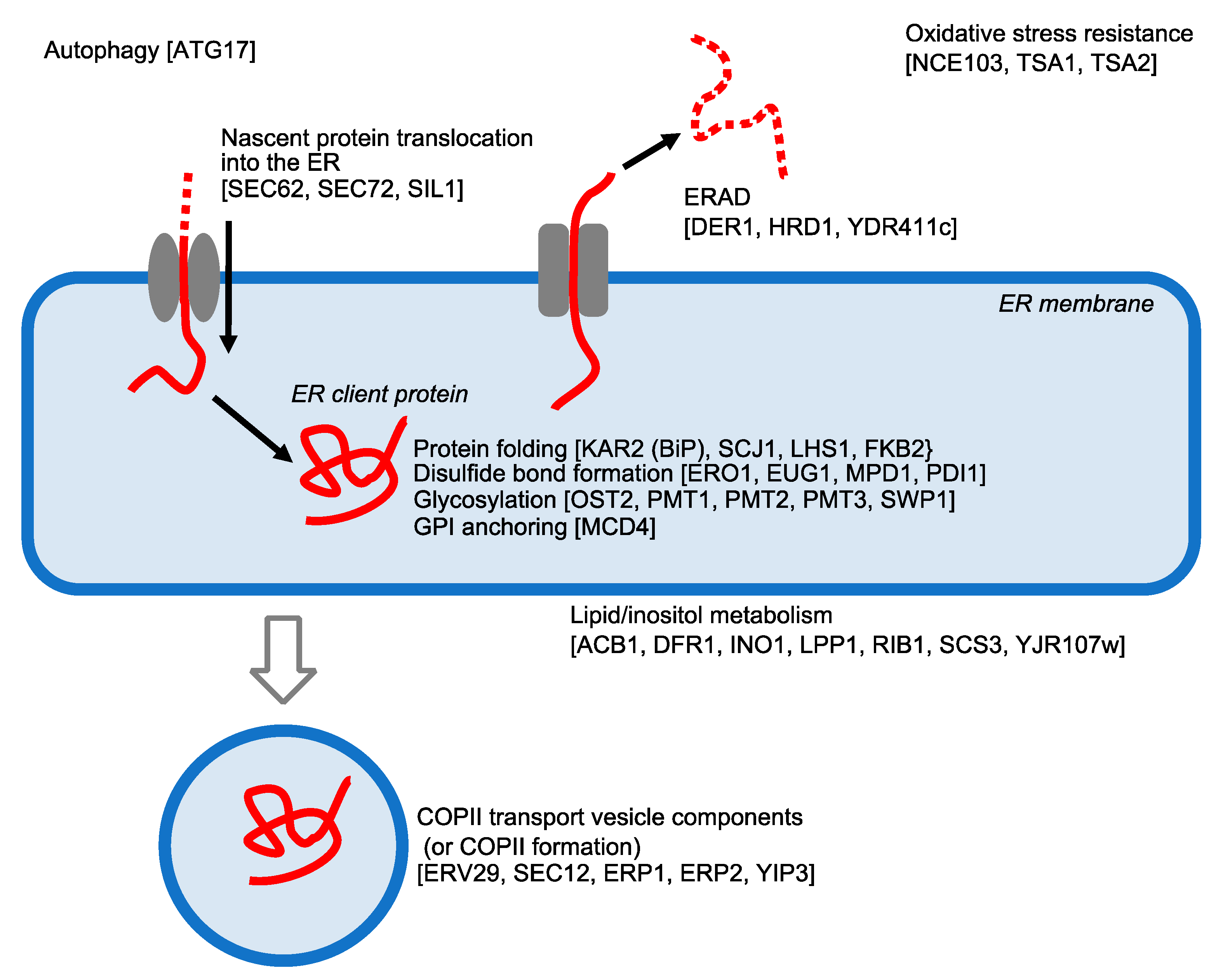 Jof 09 00989 g004 Jof 09 00989 g004