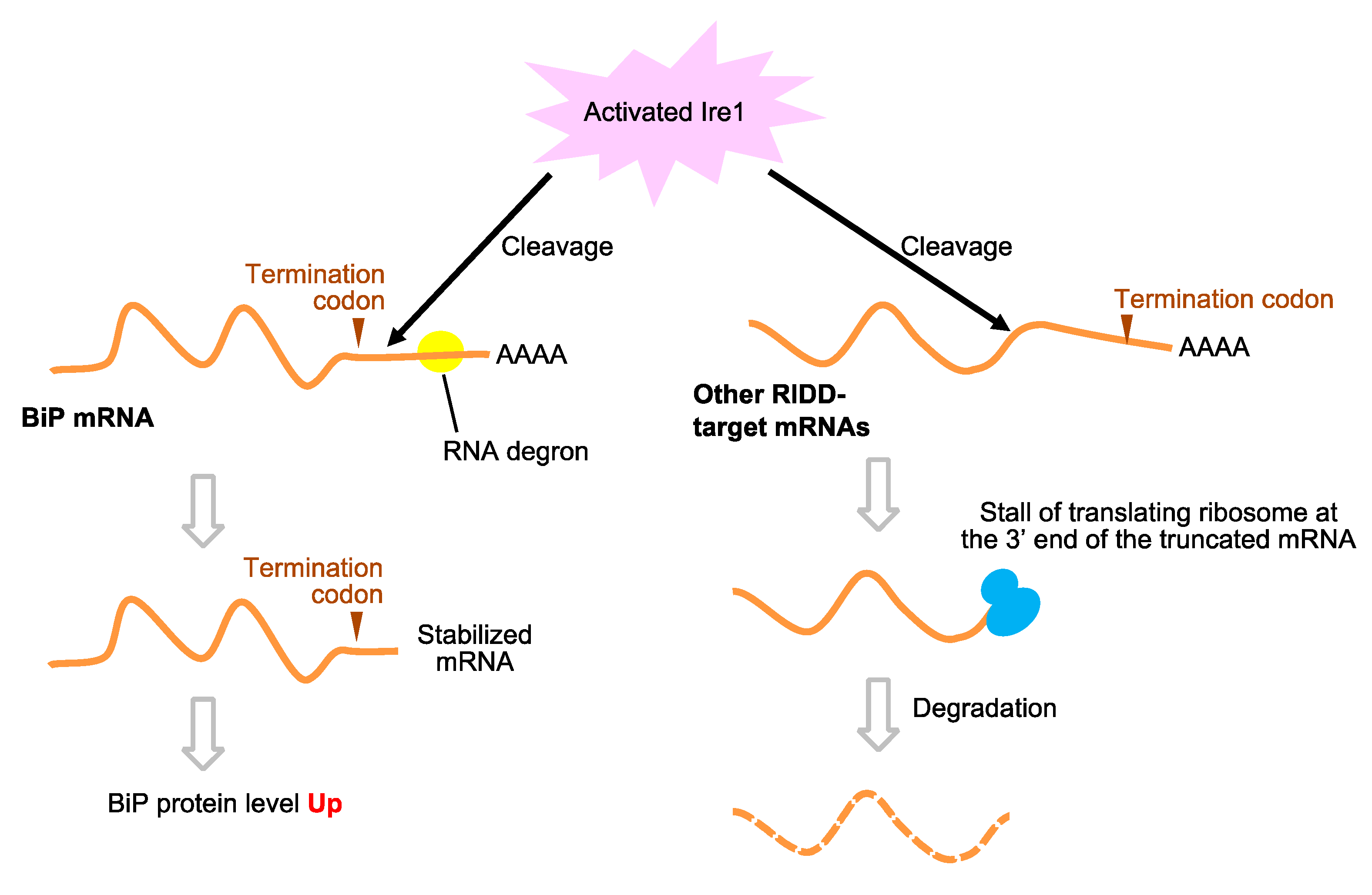 Jof 09 00989 g006 Jof 09 00989 g006