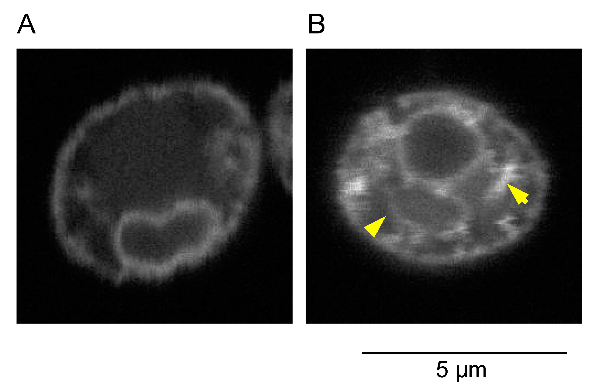 Jof 09 00989 g007 Jof 09 00989 g007