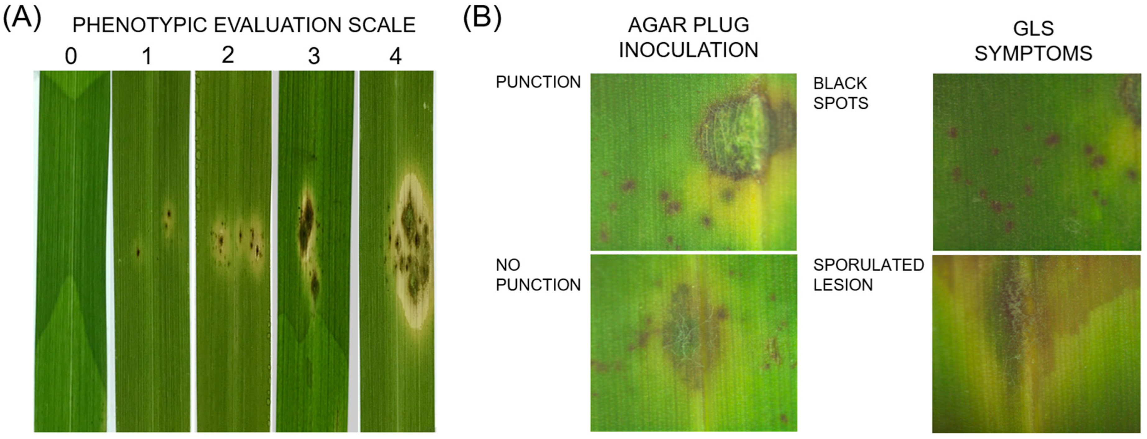 Jof 09 01055 g003 Jof 09 01055 g003