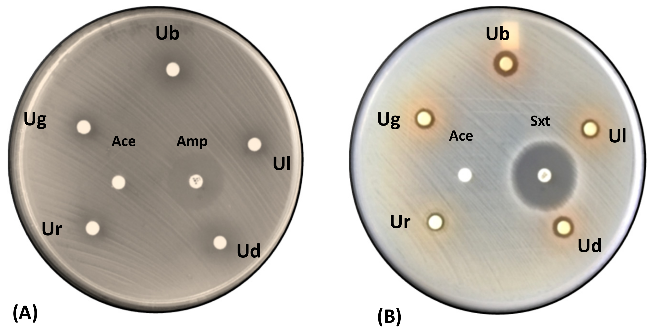 Jof 09 01117 g004 Jof 09 01117 g004